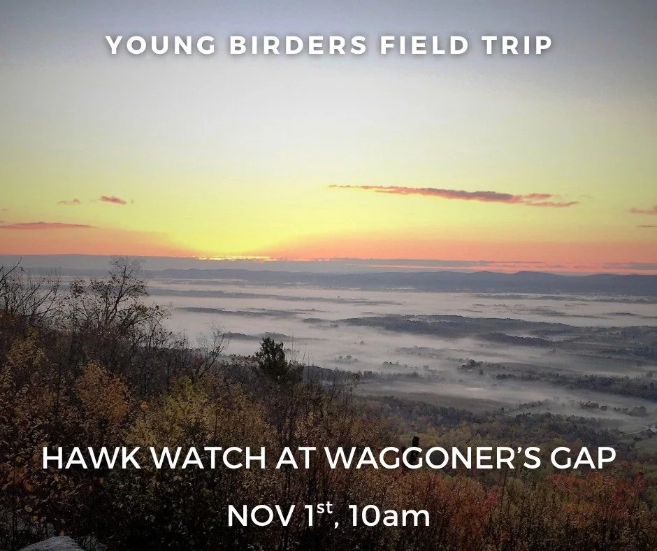 Waggoner's Gap is a top raptor migration viewing site in Pennsylvania, with over 200 Golden Eagles spotted annually.  In addition to Golden Eagles, we will hope to see Northern Harriers, Bald Eagles, Accipiters, Falcons, and other migrating Passerine