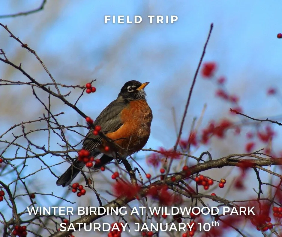 Join leaders Rick and Peggy Price for a new year of birding beginning at local Wildwood Park in Dauphin County. We will meet outside of the Olewine Nature Center at 8:00 am to search for year round resident birds and visiting waterfowl and winter son