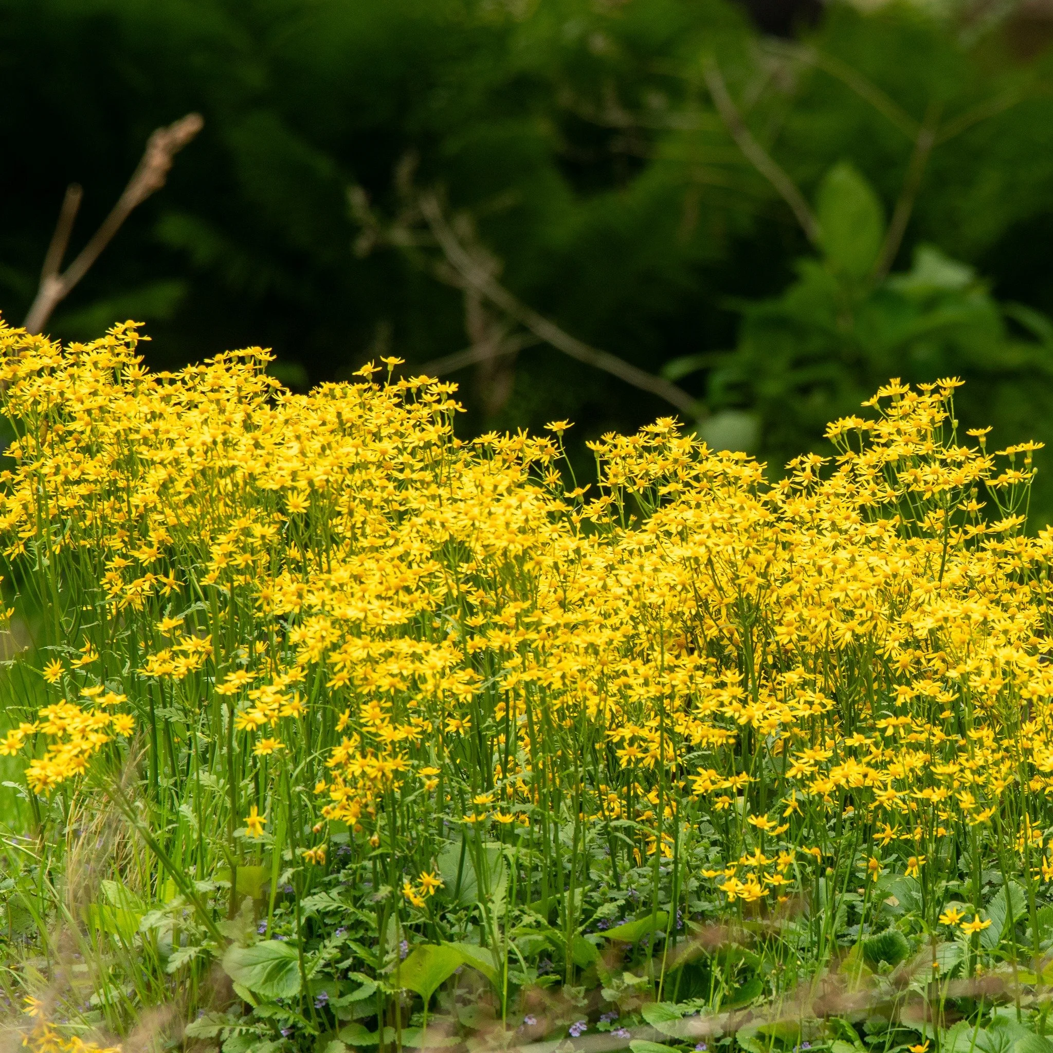 Happy New Year!  Appalachian Audubon is pleased to present the "Birdy Dozen" for 2026! The next three posts will feature the herbaceous plants (6), shrubs and vines (3), and trees (3) featured for this year. 2026's herbaceous species includ