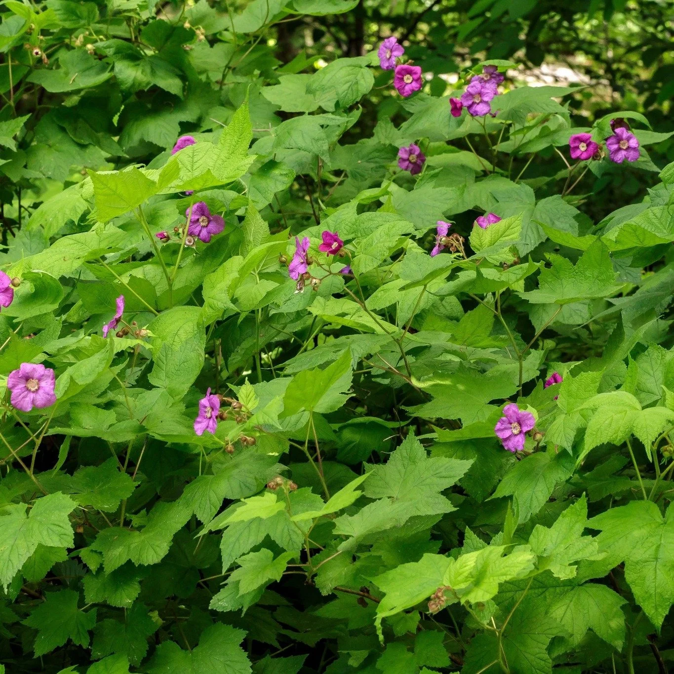 Continuing our &ldquo;Birdy Dozen&rdquo; reveal for 2026, here are our selected shrubs and vines:

1. Flowering Raspberry (Rubacer odoratum) - Tom Potterfield/Flickr (CC BY-NC-SA 2.0)
2. Northern Bayberry (Morella pensylvanica) - Derek Hudgins/iNatur