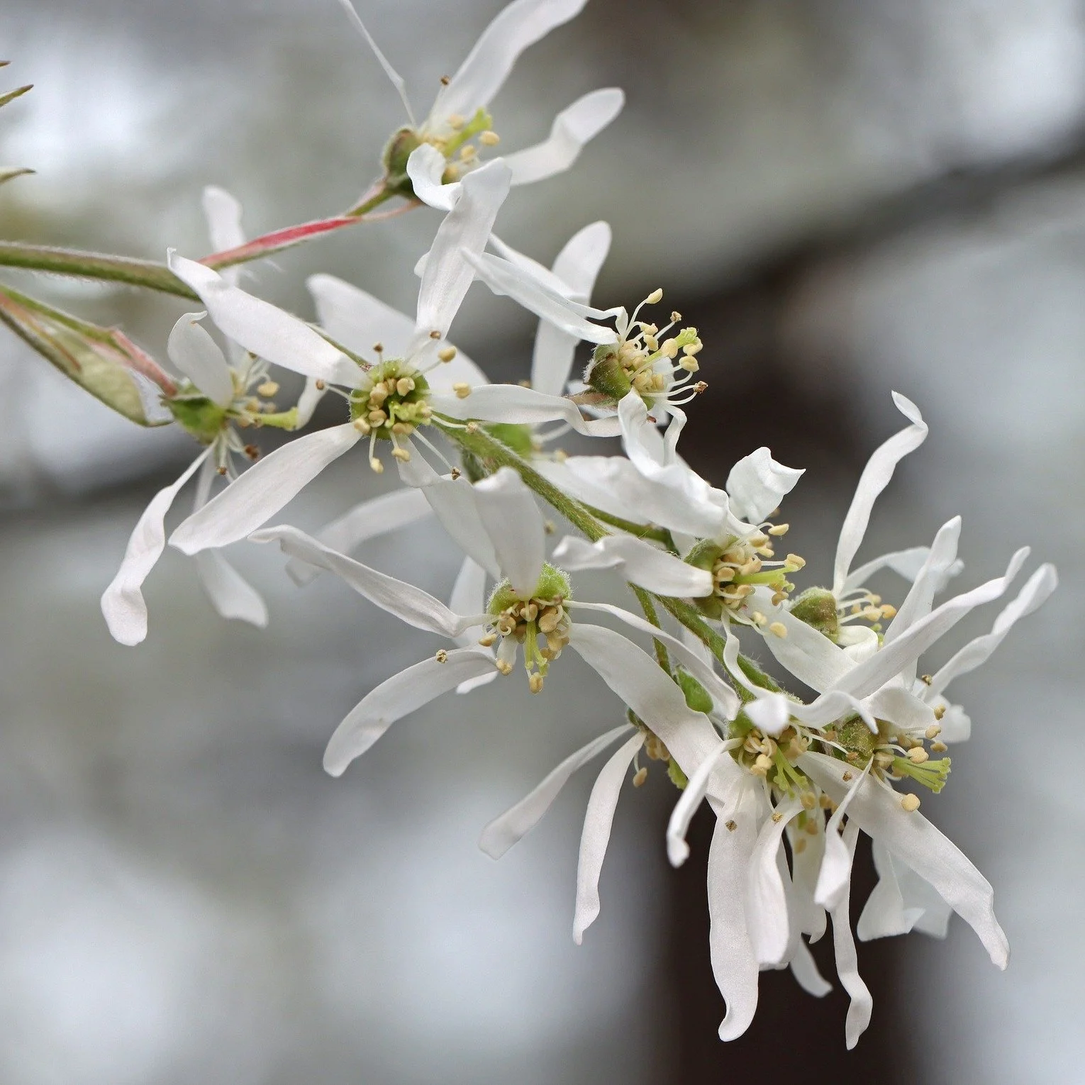 Wrapping up our &ldquo;Birdy Dozen&rdquo; reveal for 2026, here are our selected trees:

1. Downy Serviceberry (Amelanchier arborea) - Philip Bouchard/Flickr (CC BY-NC-ND 2.0)
2. Dwarf Chinkapin Oak (Quercus prinoides) - Joe Sebastiani/iNaturalist (C