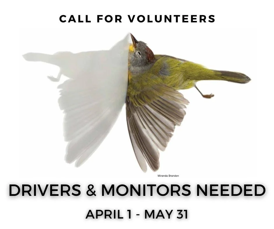 Our Bird Safe Harrisburg committee needs your help! Our collision monitoring program relies on volunteers. The simple fact is, the more volunteers we have, the more birds we can save. 

We are also looking for volunteers that are willing to help with
