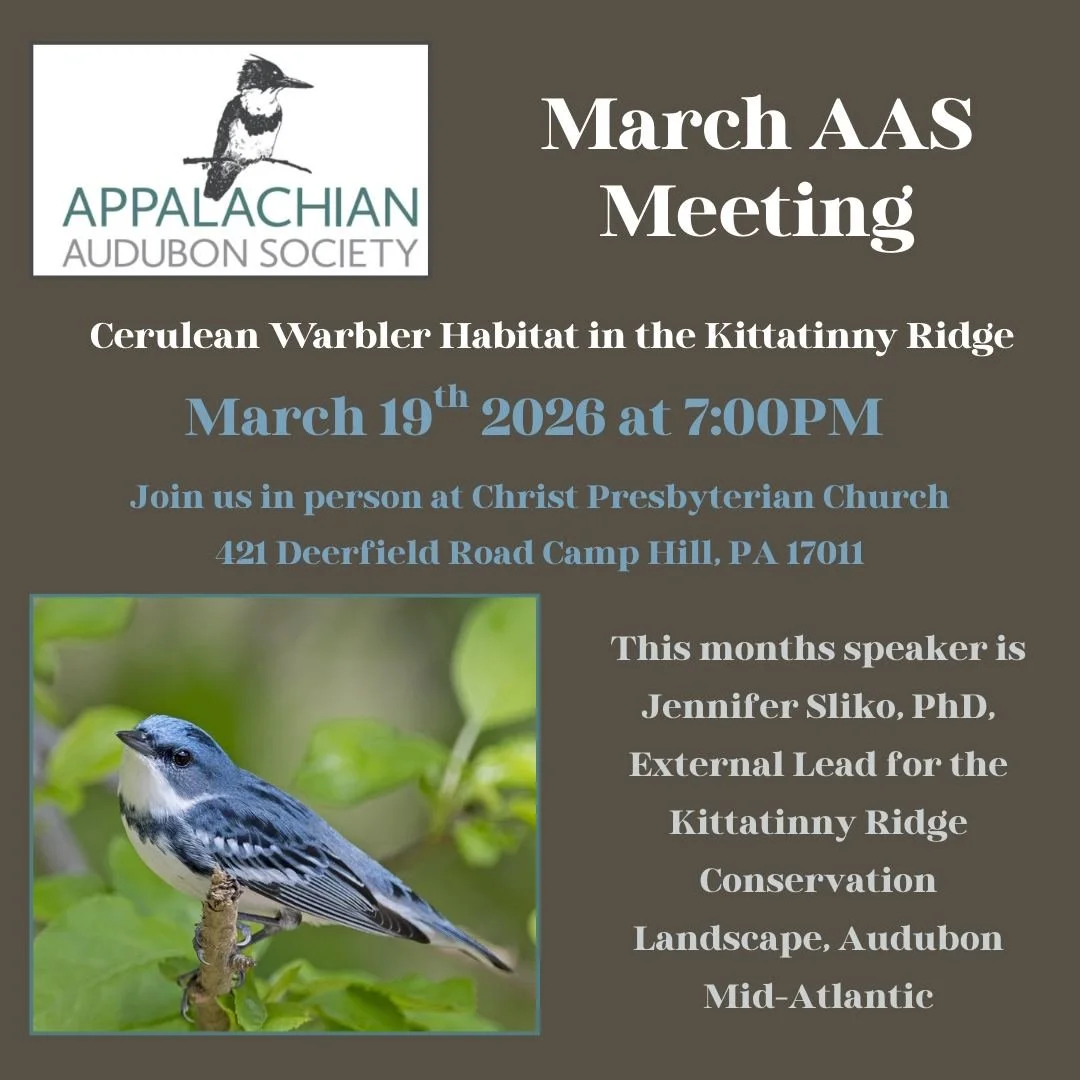 Join us this week for our March AAS Meeting! 
Thursday 3/19/26 @ 7:00 PM - 9:30 PM

Speaker: Jennifer Sliko, PhD, PhD, External Lead for the Kittatinny Ridge Conservation Landscape, Audubon Mid-Atlantic

Cerulean Warblers, once widespread in the east