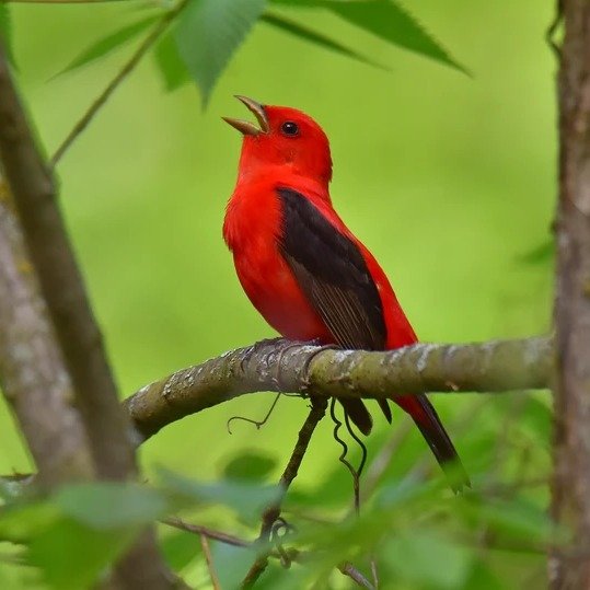 A new bill introduced in the Pennsylvania General Assembly would designate the Scarlet Tanager as the state&rsquo;s official migratory bird, highlighting its beauty and Pennsylvania&rsquo;s vital role in its survival. 

The Scarlet Tanager is a vivid