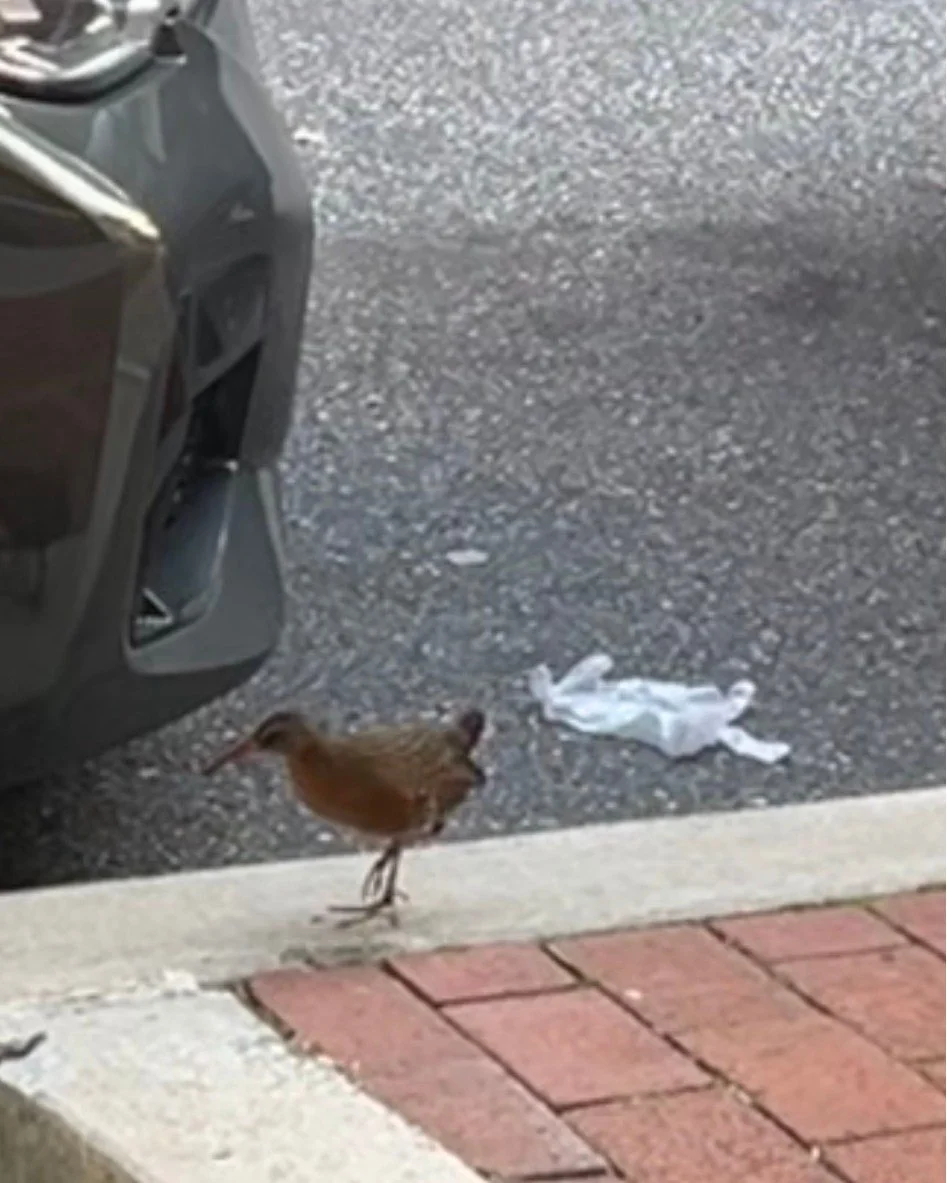 Our Bird Safe Harrisburg committee's collision monitoring team had an exciting morning today in downtown Harrisburg, capturing a Virginia Rail that suffered a window strike. The bird was transported to West Shore Wildlife Center for care. Great job t