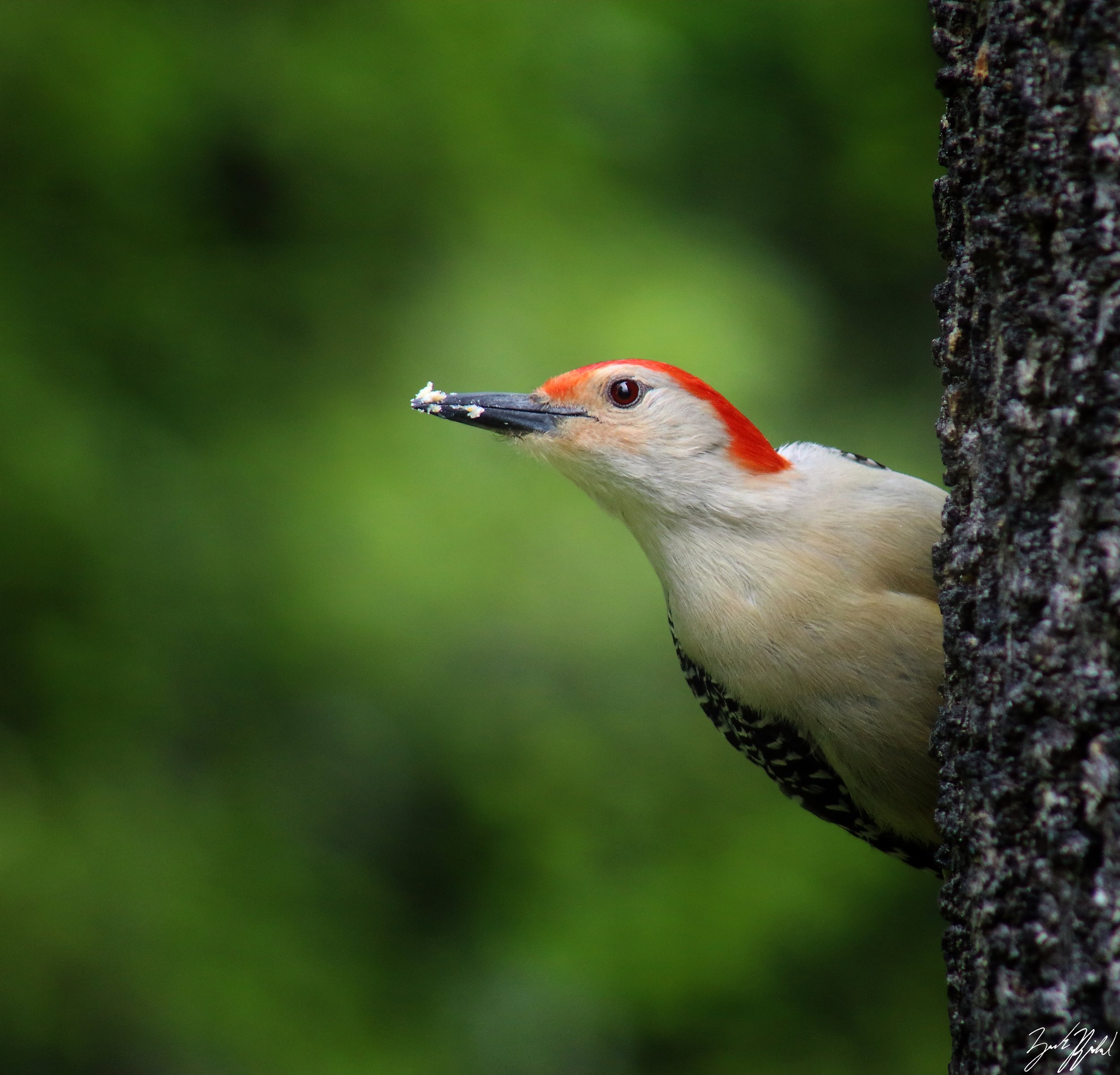 Red-bellied Woodpecker_Unami Creek Valley IBA.JPG