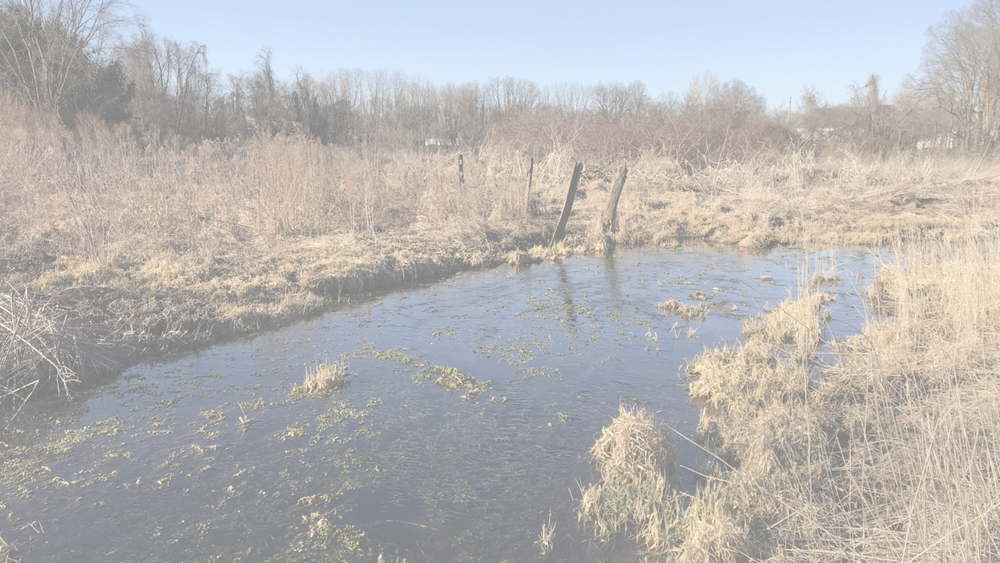Trout Run — Appalachian Audubon Society