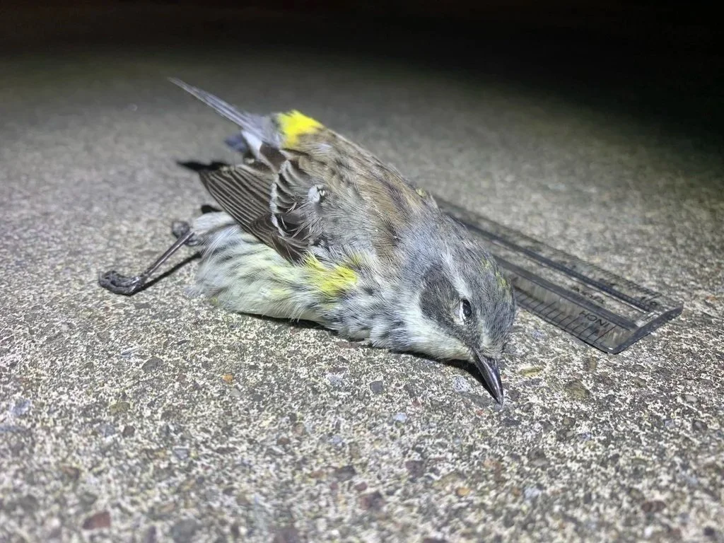 Yellow-Rumped Warbler_AnnaReichenbach_HallTechnologyBuilding_HACC.jpg