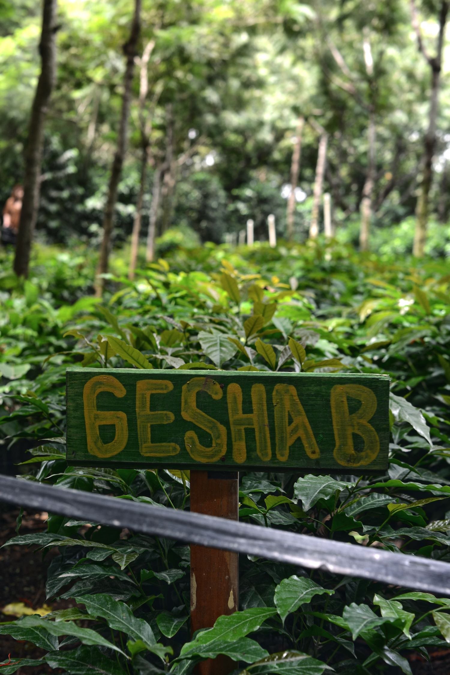 gesha.jpeg