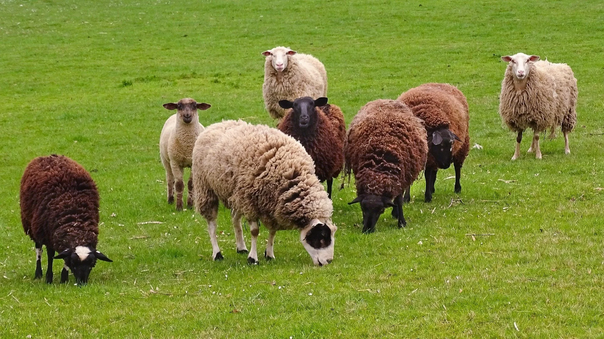Psalm 23: Old and New