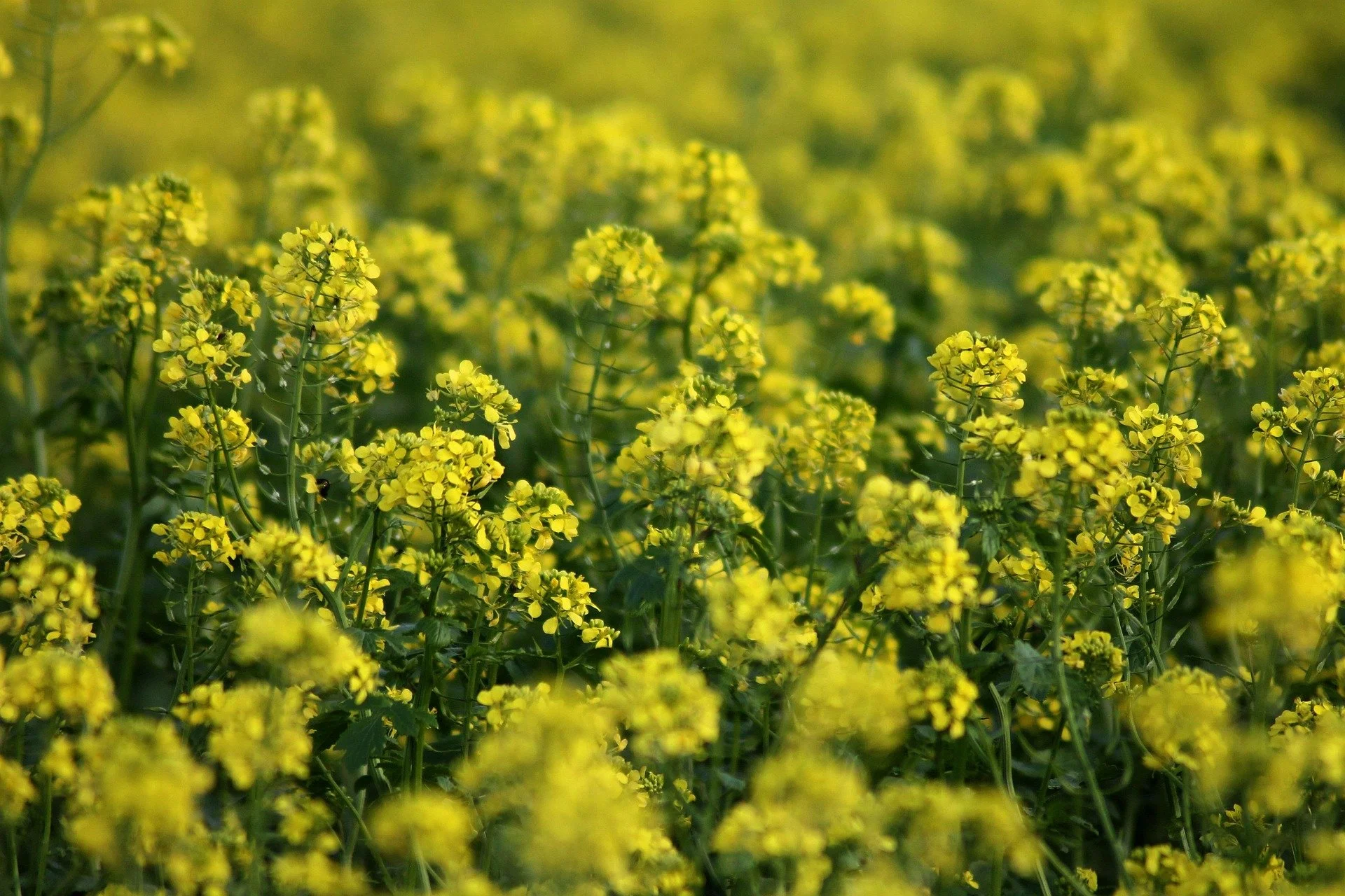 Pair of Parables: Mustard Seed, Yeast