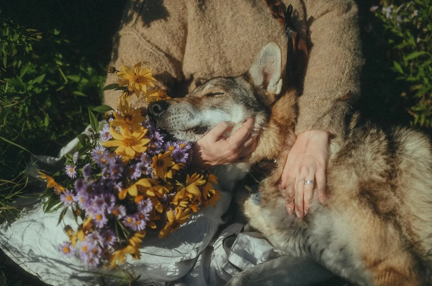 💔🕊️❤️ Vlk - Angas z Vlčej hory ❤️🕊️💔
14. septembra 2014 &ndash; 6. febru&aacute;ra 2026

Nem&ocirc;žem uveriť, že p&iacute;&scaron;em tento pr&iacute;spevok, pretože m&ocirc;j najv&auml;č&scaron;&iacute; strach sa dnes naplnil a my sme, žiaľ neča