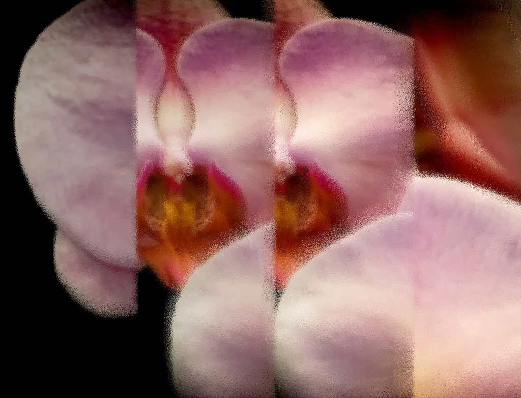 2026 SRQ Orchids --4.jpg