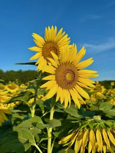 Bright yellow sunflowers in a field under a clear blue sky.