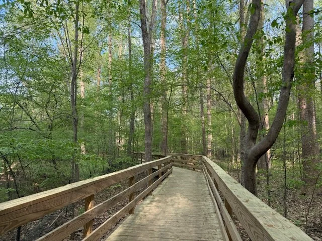 Wooden pathway through a green forest with trees and foliage.