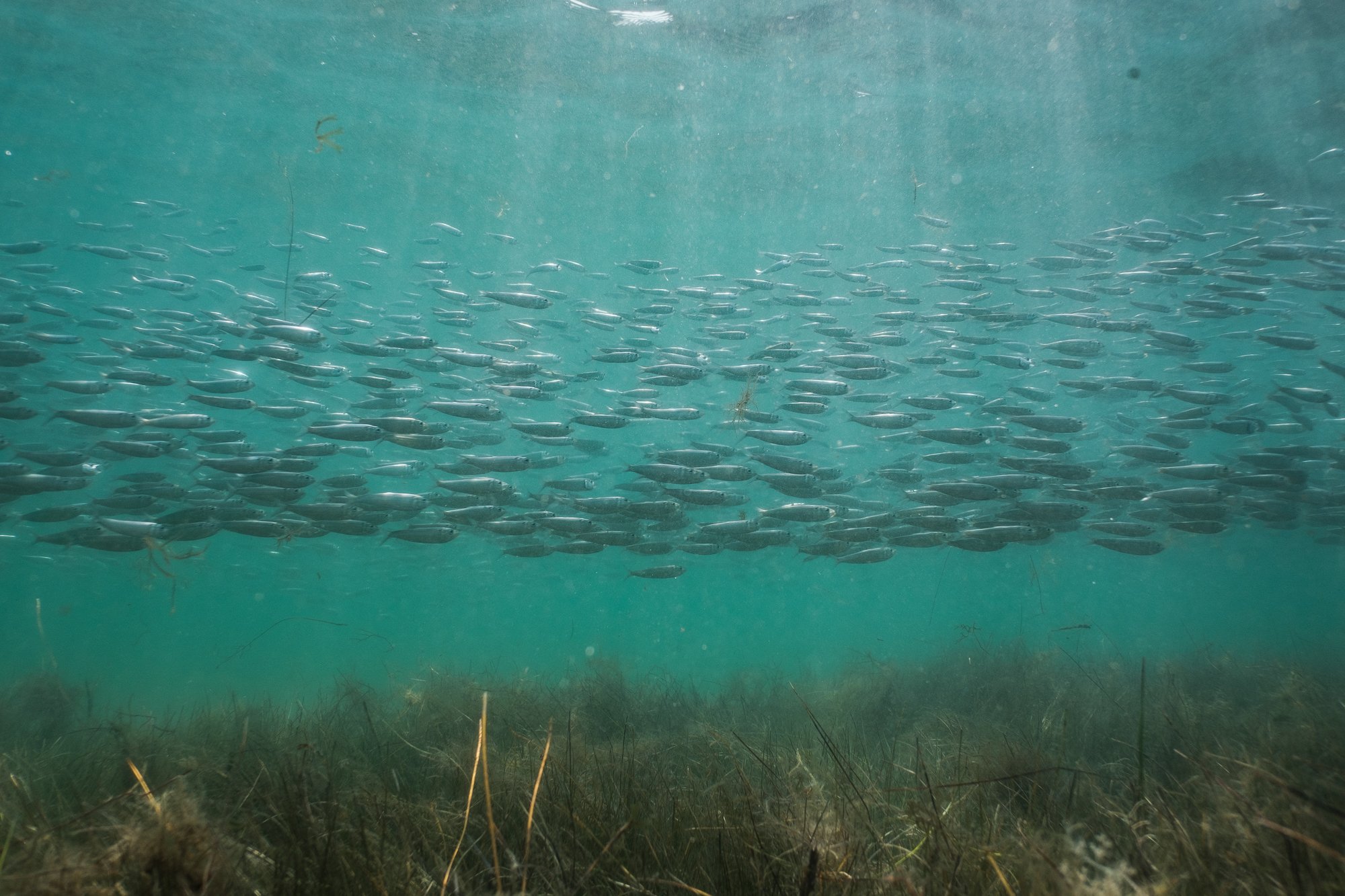  Mapping the World’s Seagrass 