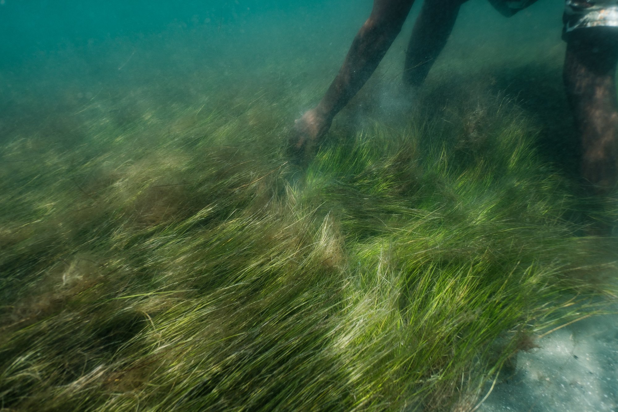  Mapping the World’s Seagrass 