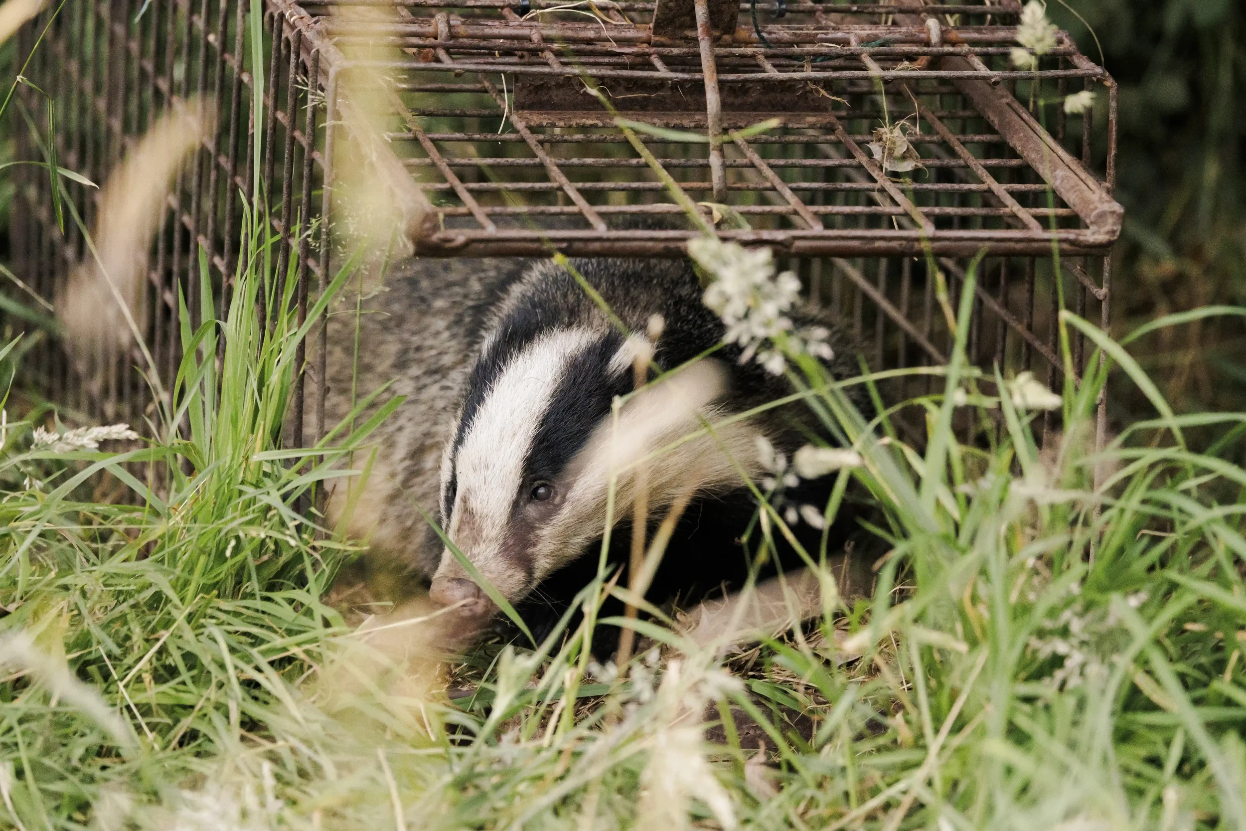 BadgerRelease3.webp