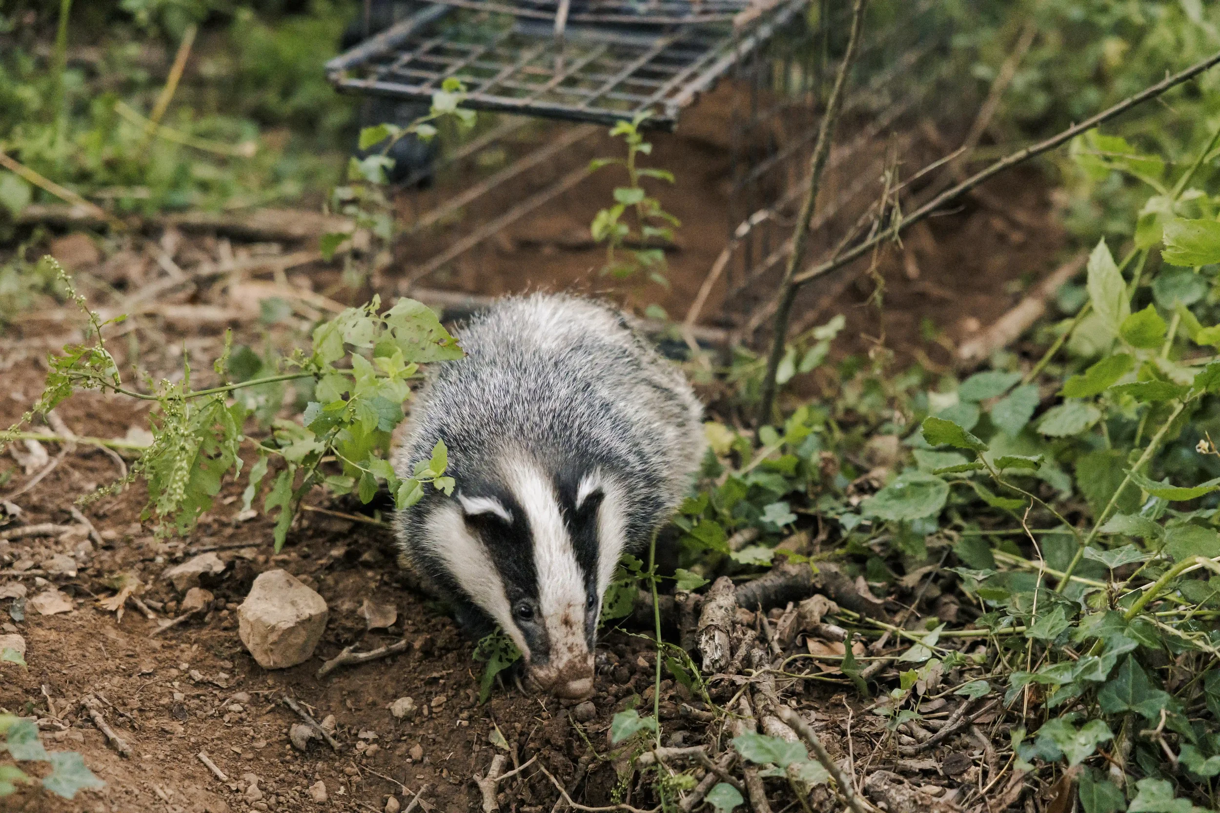BadgerRelease4.webp