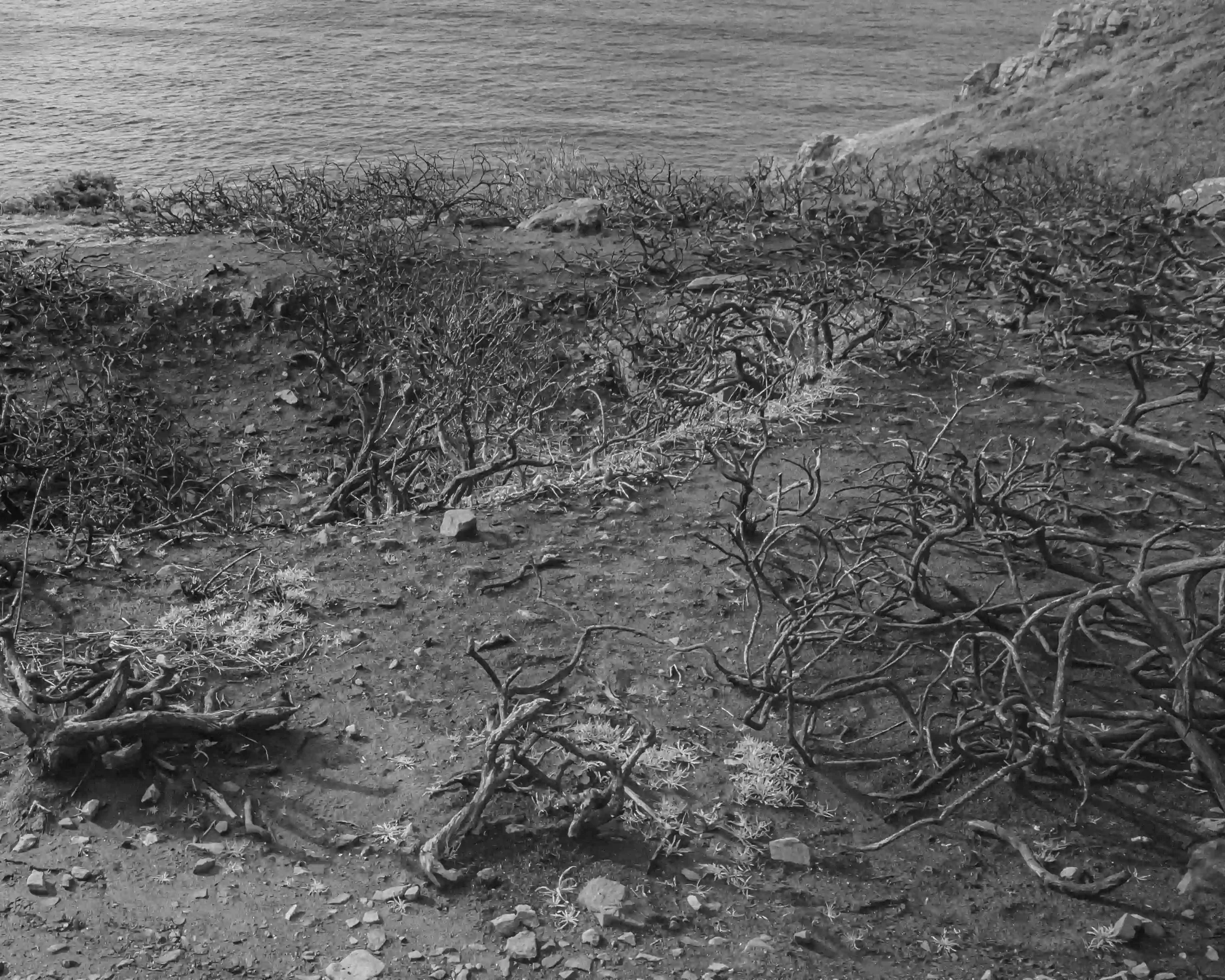 A black-and-white photograph of charred, leafless gorse branches twisting across a dark, dry cliffside in Zennor. The tangled, skeletal wood dominates the foreground, leading toward a soft, grey sea in the upper third of the frame, by Matthew Morgan.