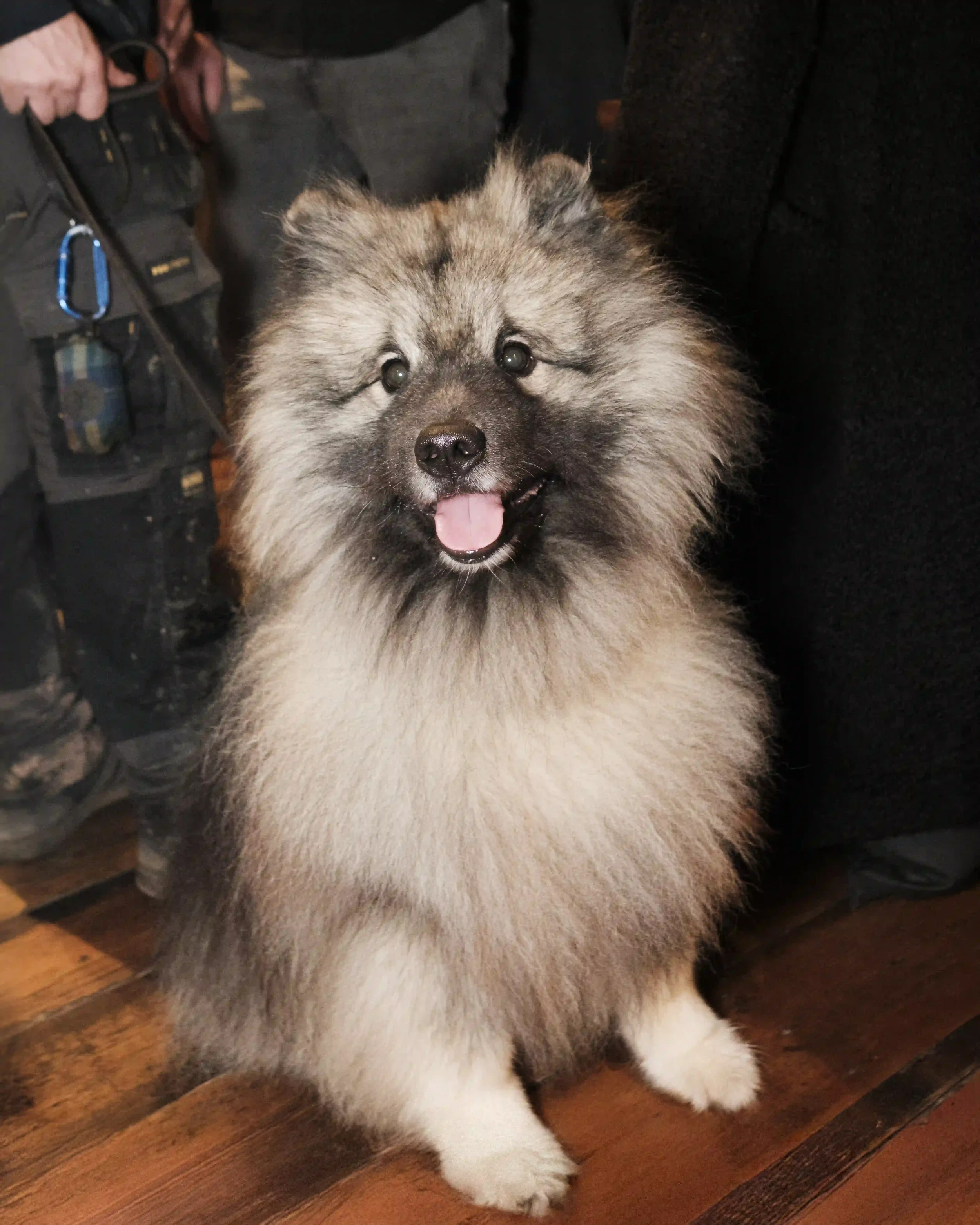 matthew-morgan-crown-inn-lea-pet-friendly-keeshond.webp