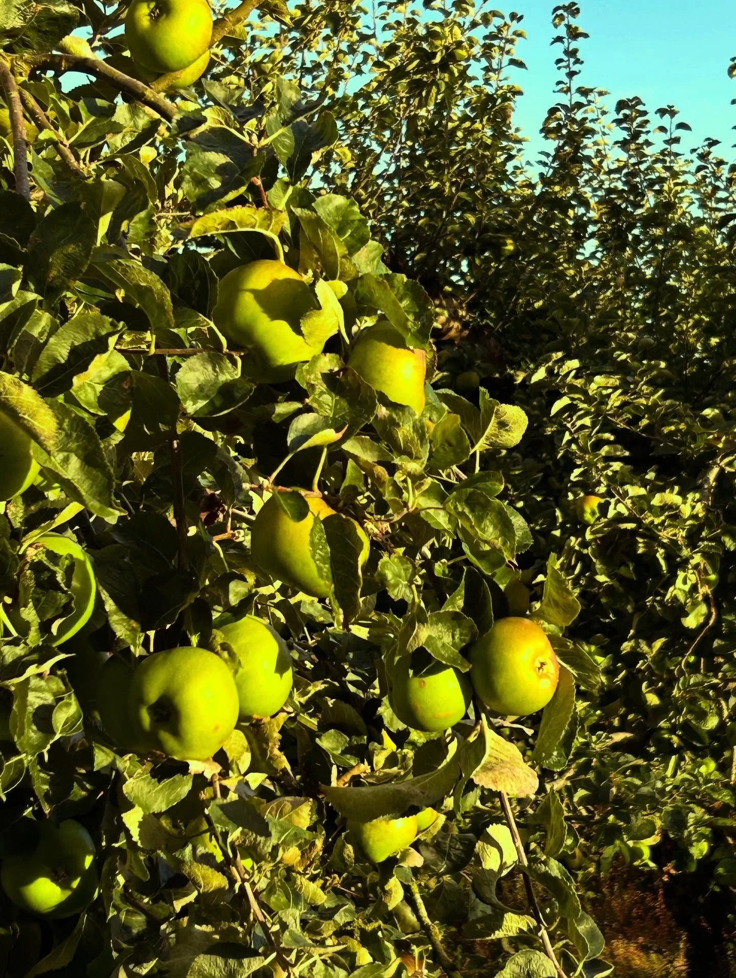 This one of our fav times of year when we get the new season Bramleys in from our growers in Armagh!  There is a bumper crop this year and the quality is superb. Going to be a busy few weeks now making these in to our jams &amp; chutneys!

We also ha