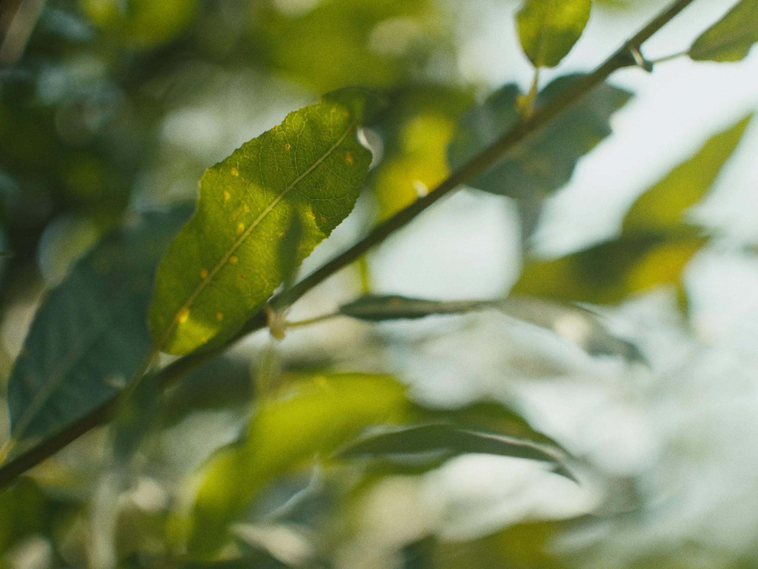 Deciduous Still_1.11.1.jpg