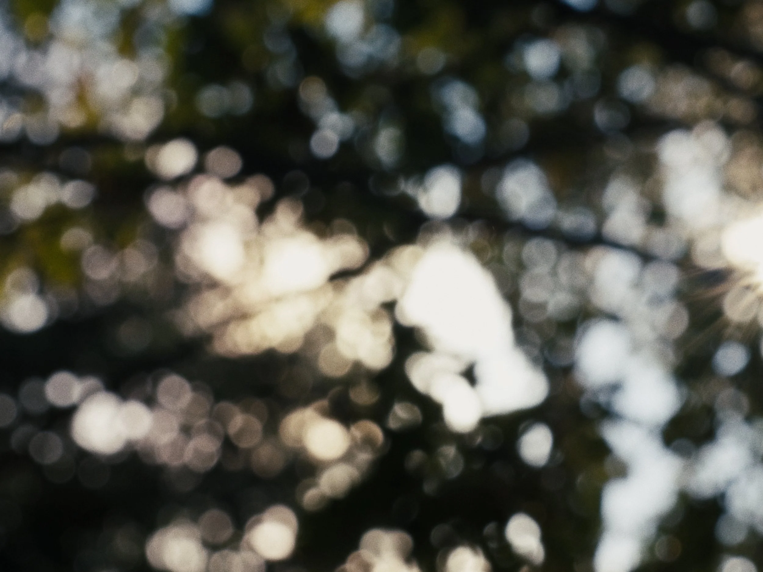 Deciduous Still_1.1.1.jpg