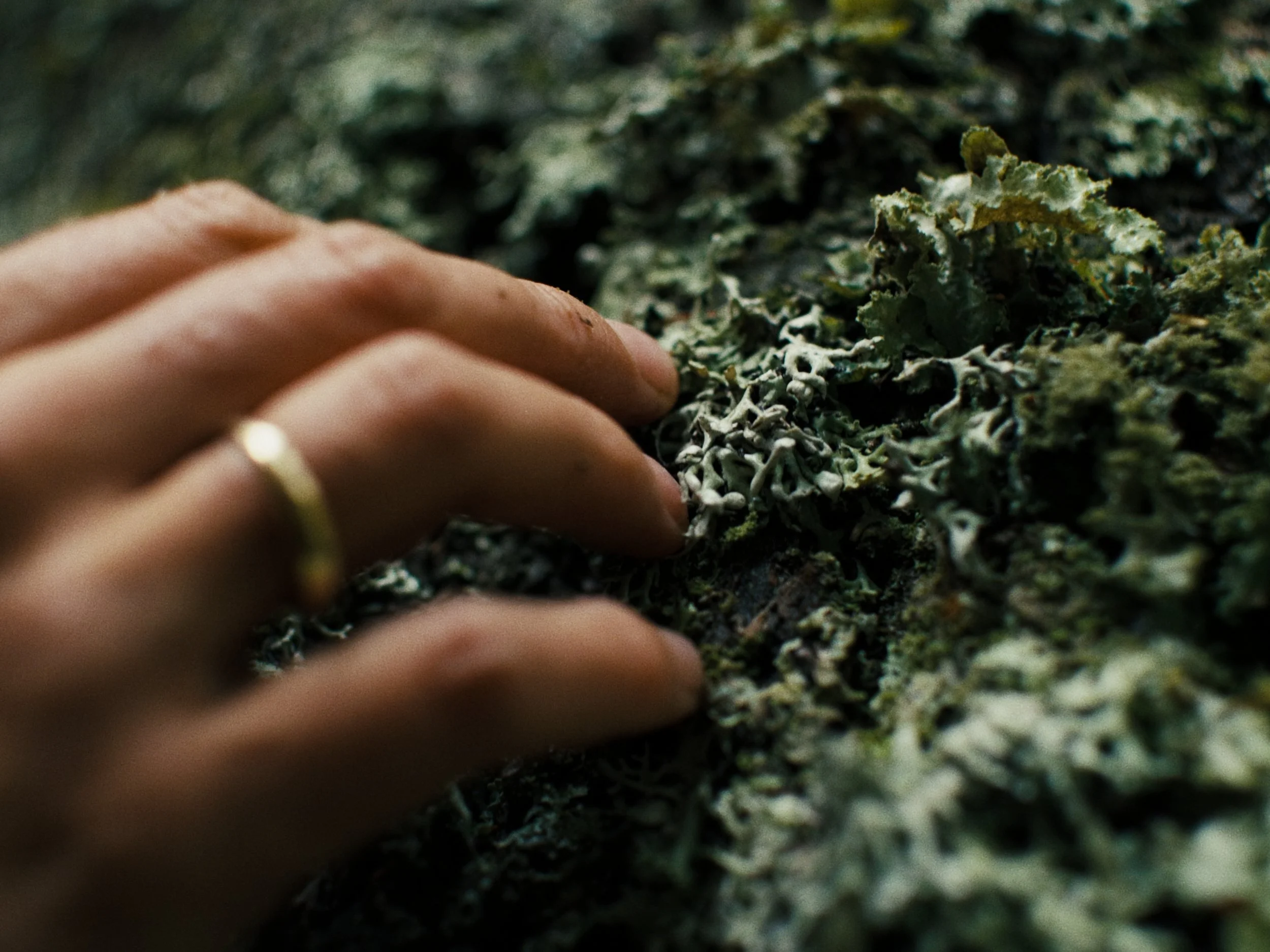 Deciduous Still_1.8.1.jpg