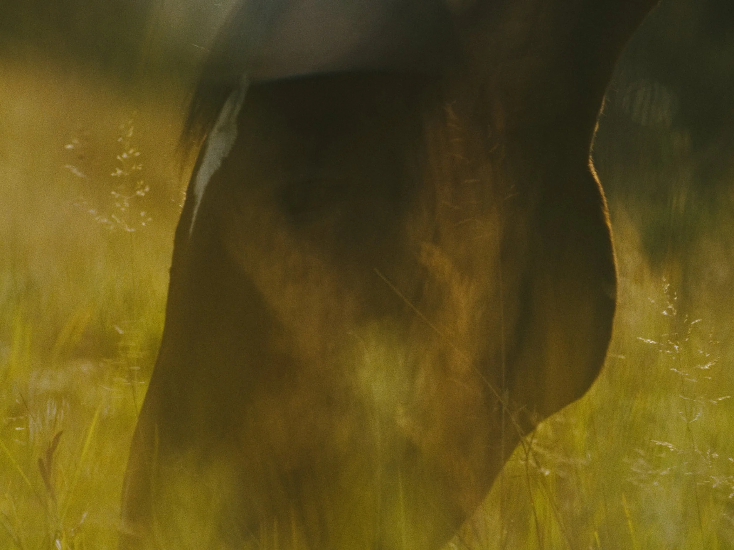 Deciduous Still_1.32.1.jpg