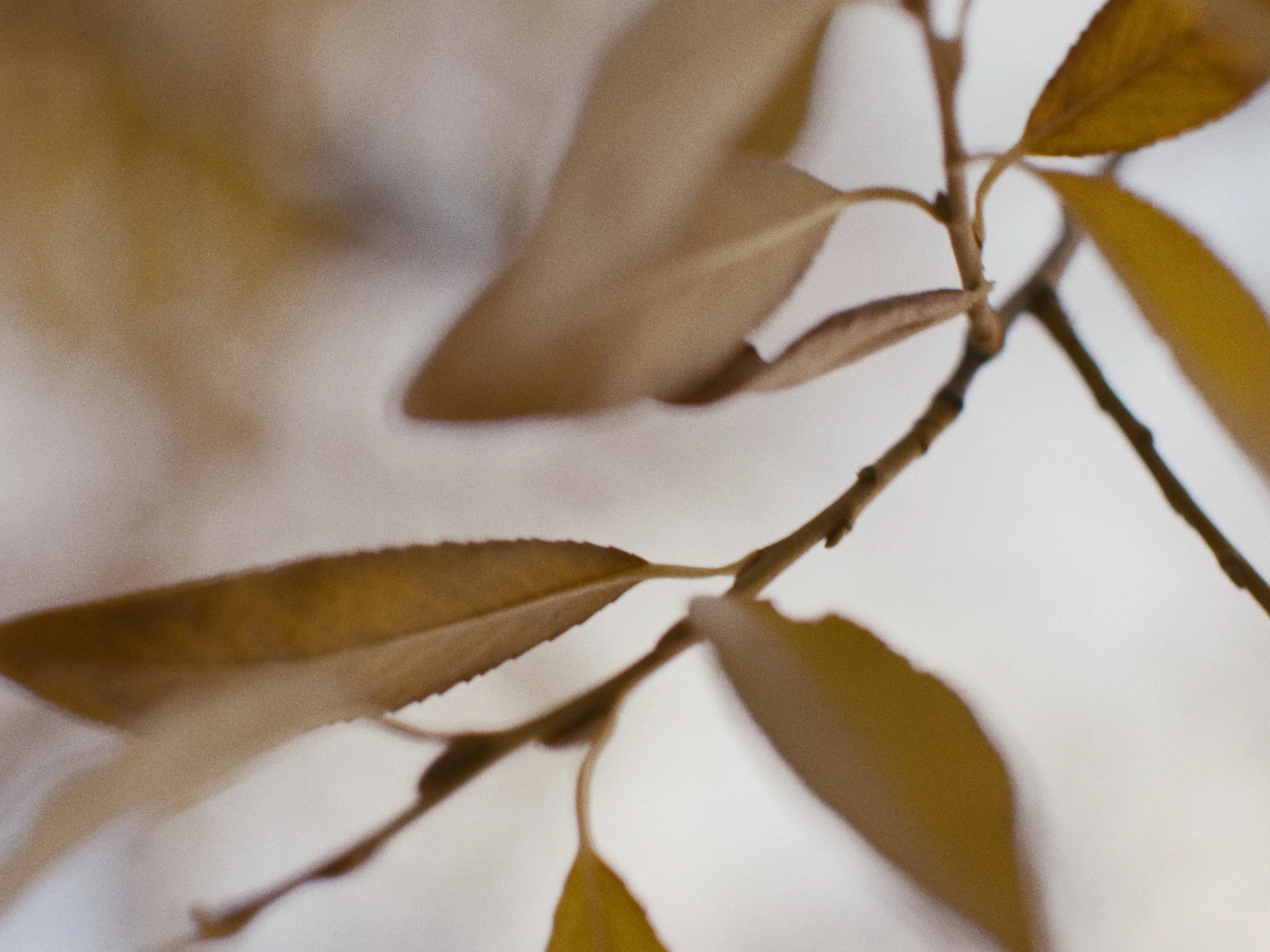 Deciduous Still_1.5.1.jpg