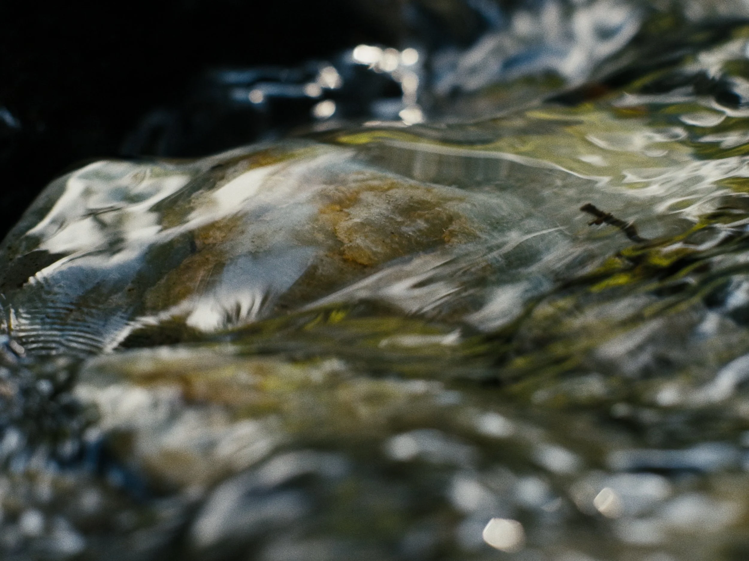 Deciduous Still_1.2.1.jpg