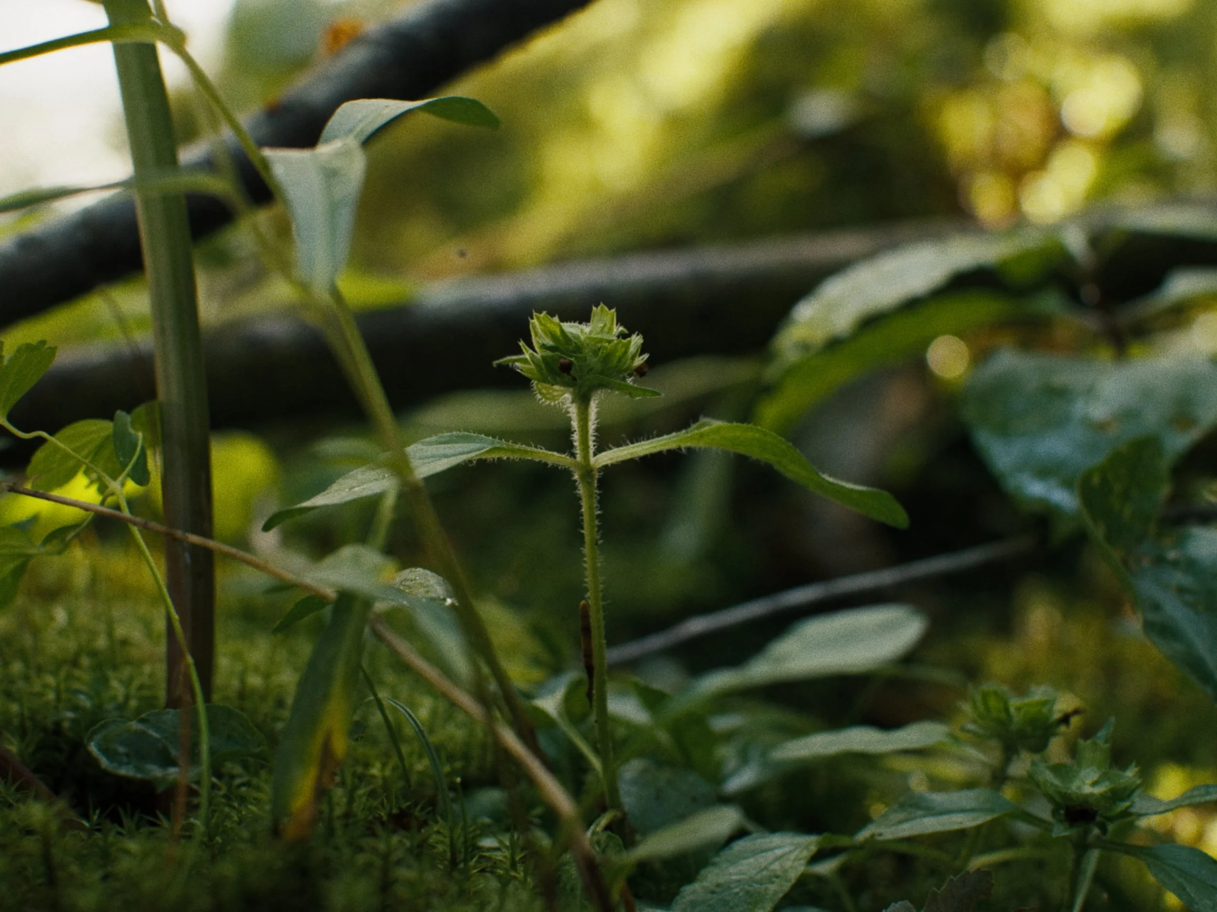 Deciduous Still_1.52.1.jpg