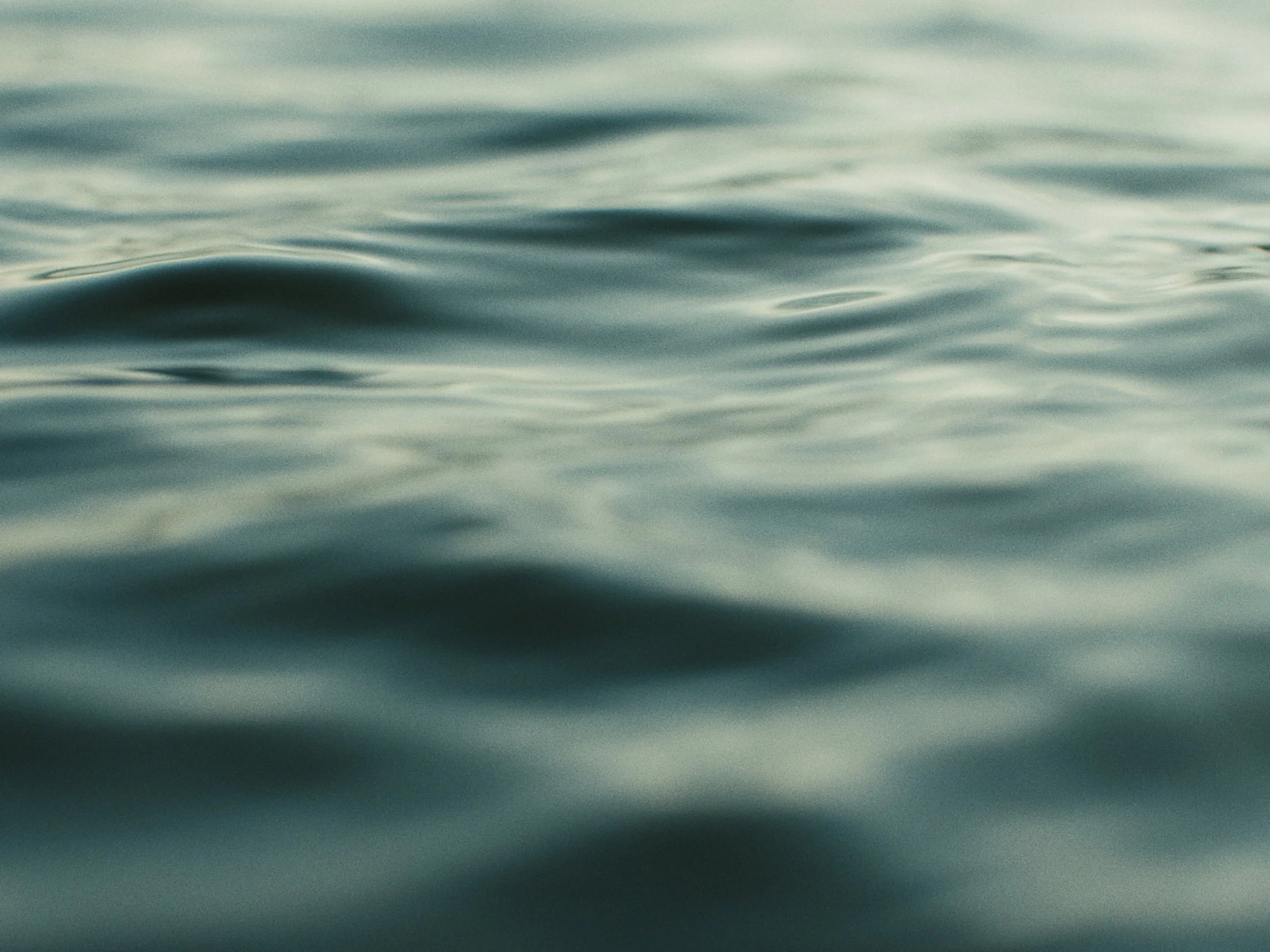 Deciduous Still_1.30.1.jpg