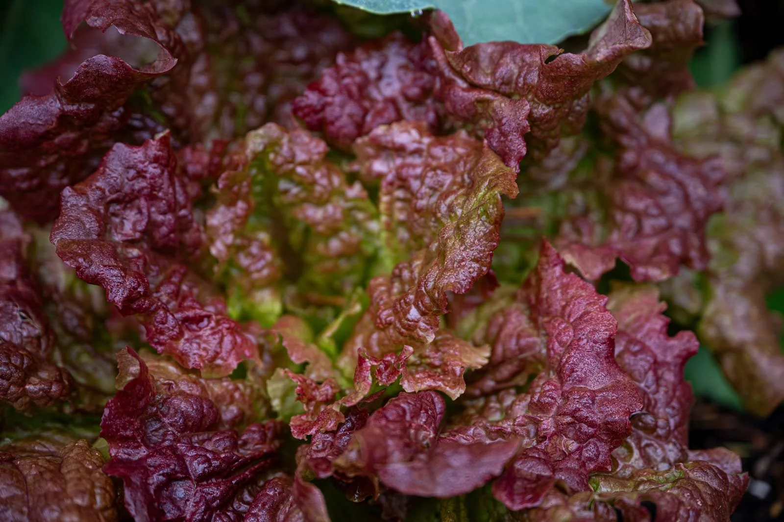 Lush leafy greens growing in a raised veggie bed.jpg