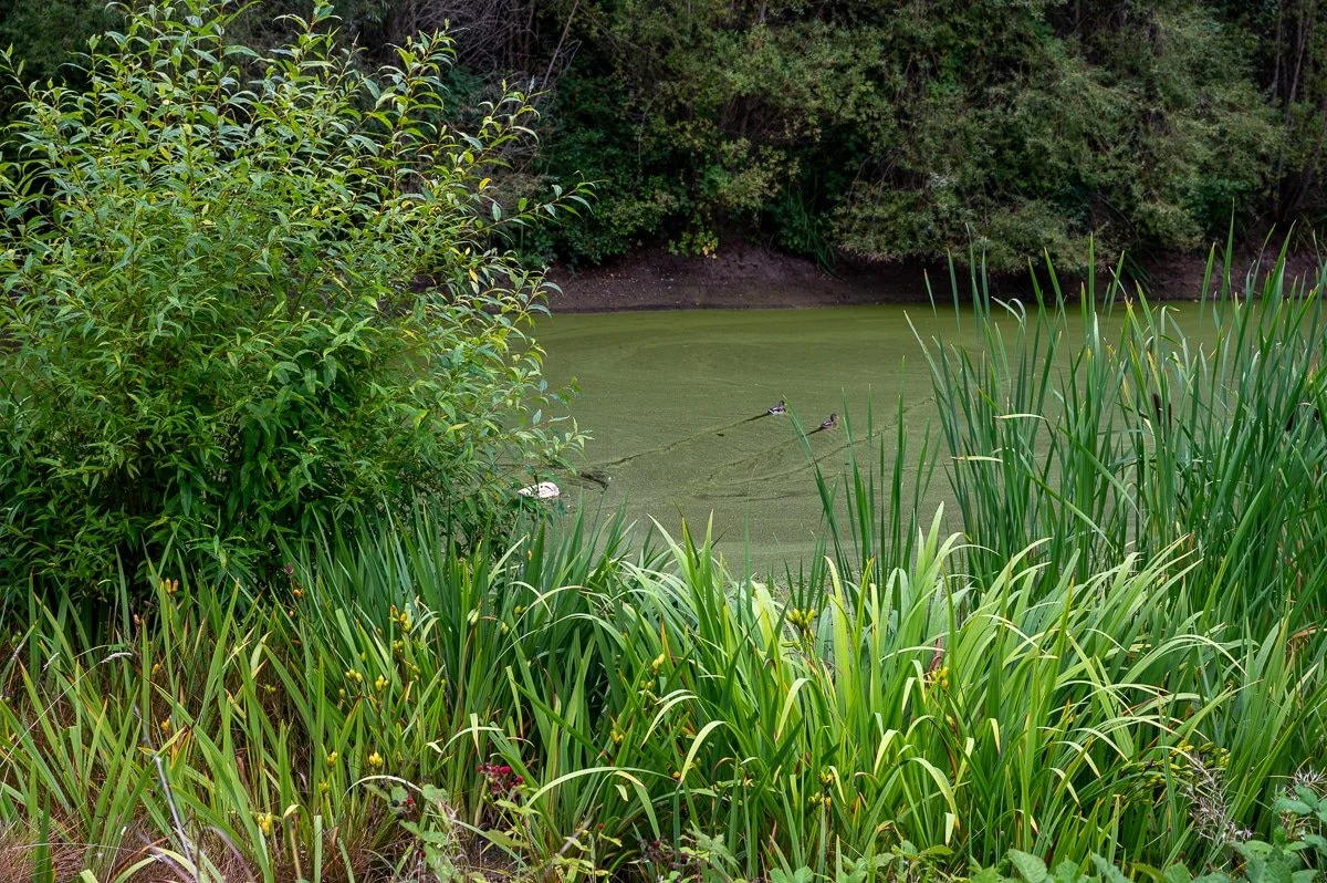 Natural pond at a wedding venue-194.jpg