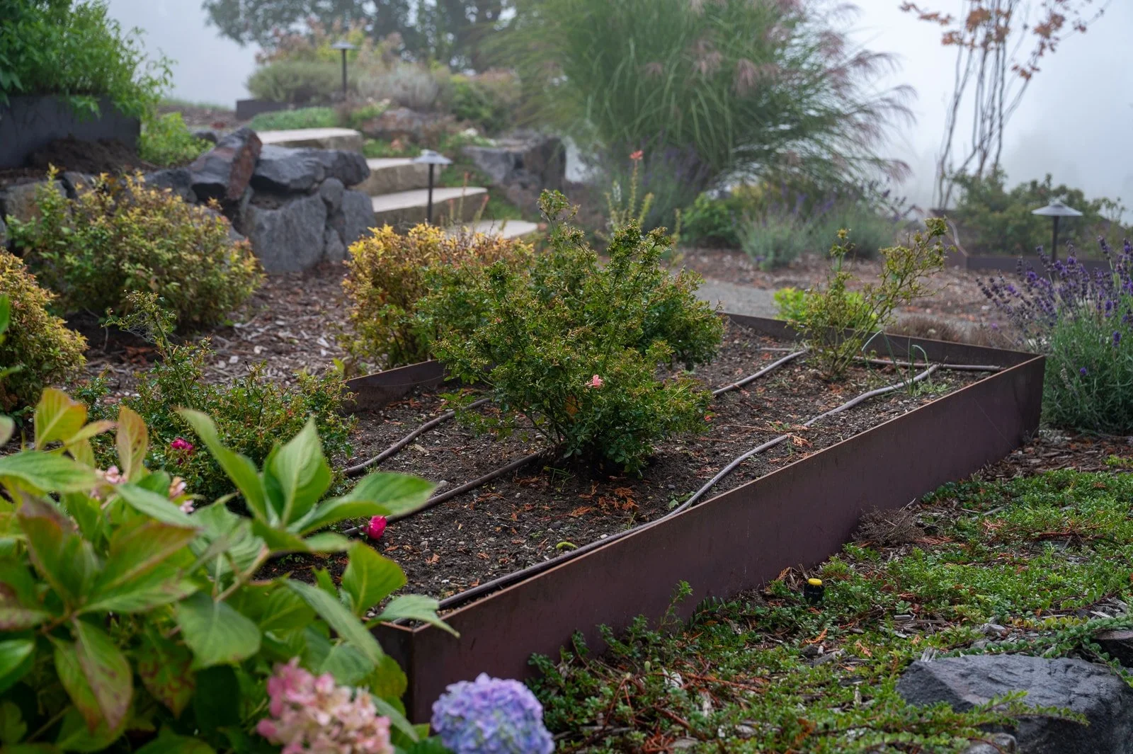 Drip irrigation in raised veggie bed-110.jpg