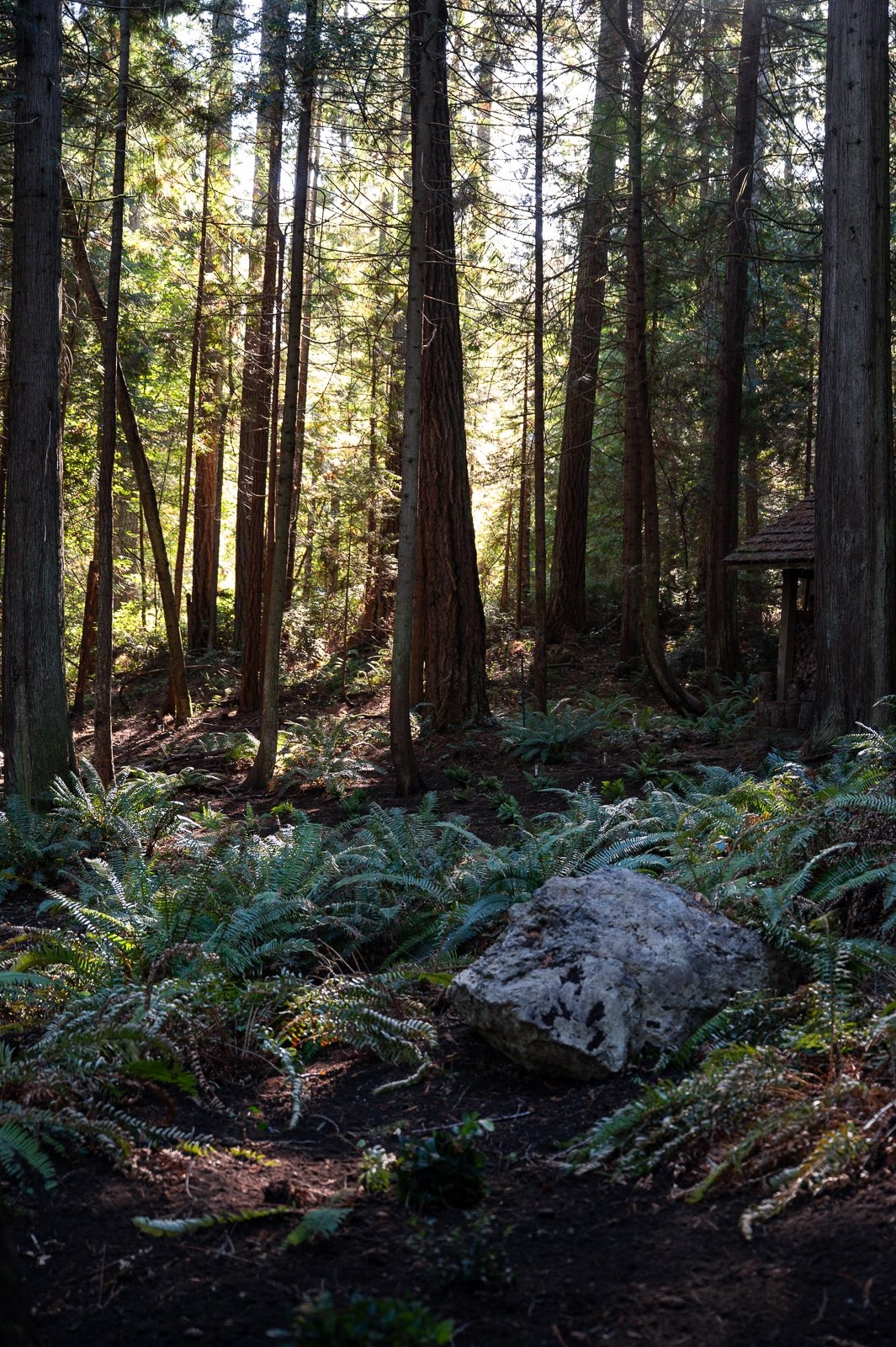 Large sword ferns growing in a Bainbridge Island forest-1.jpg