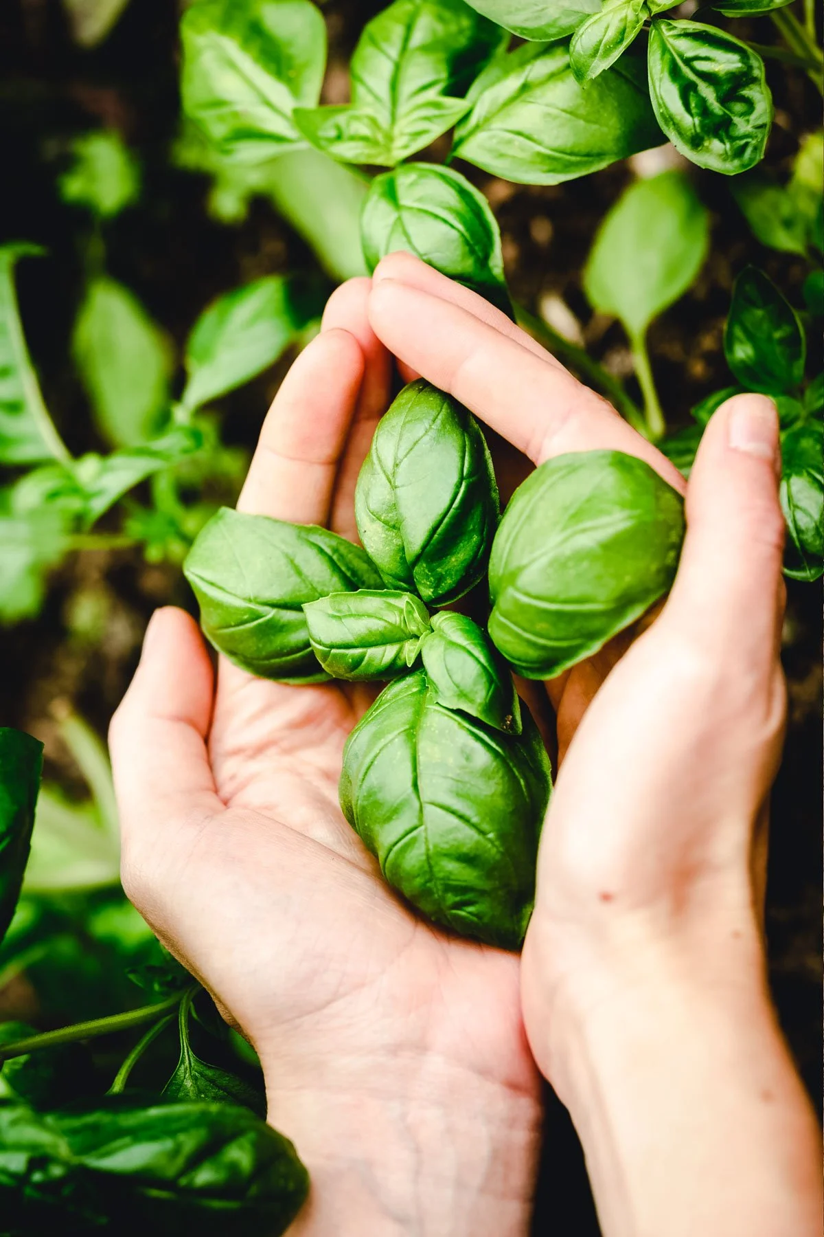 How To Grow Basil From Seed: Your Complete Guide — Blacklotus Landscaping