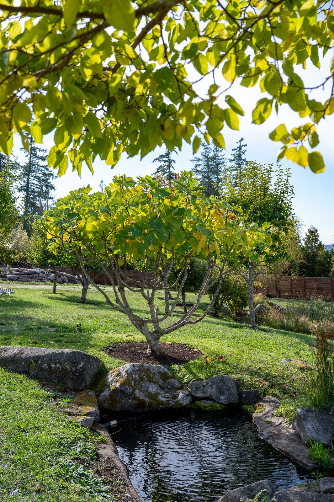 Natural pond surrounded by water plants and evergreens-158.jpg