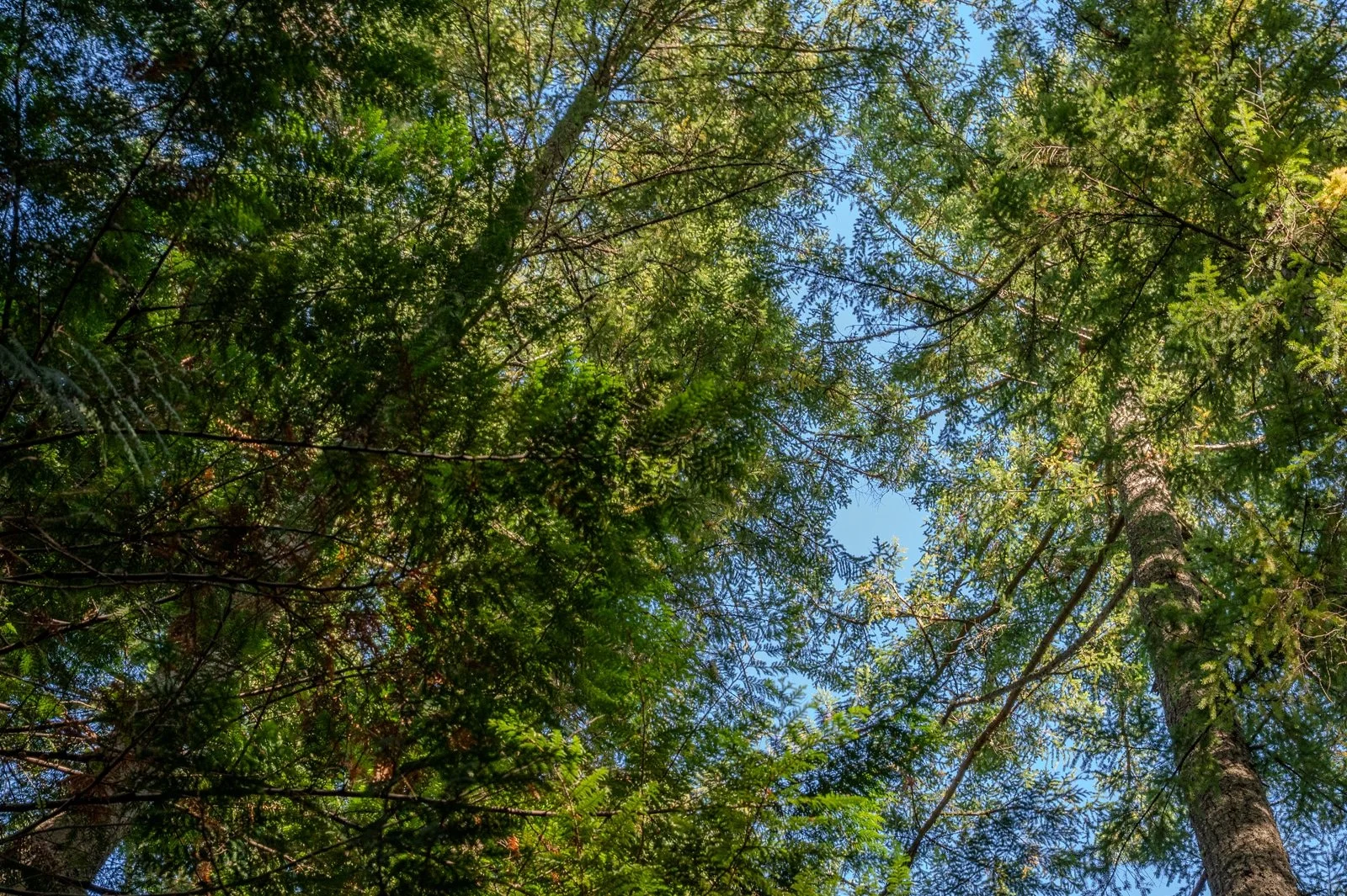 Large towering evergreen trees.jpg