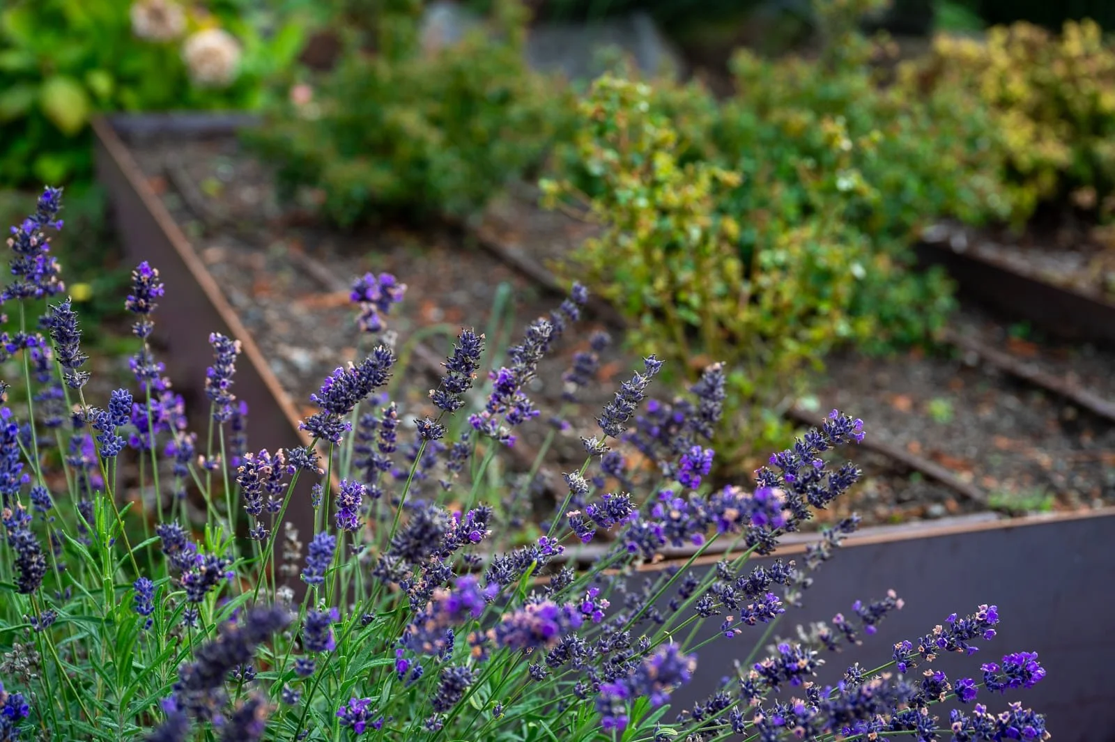 Custom welded veggie beds with native plants surrounding it 12.jpg