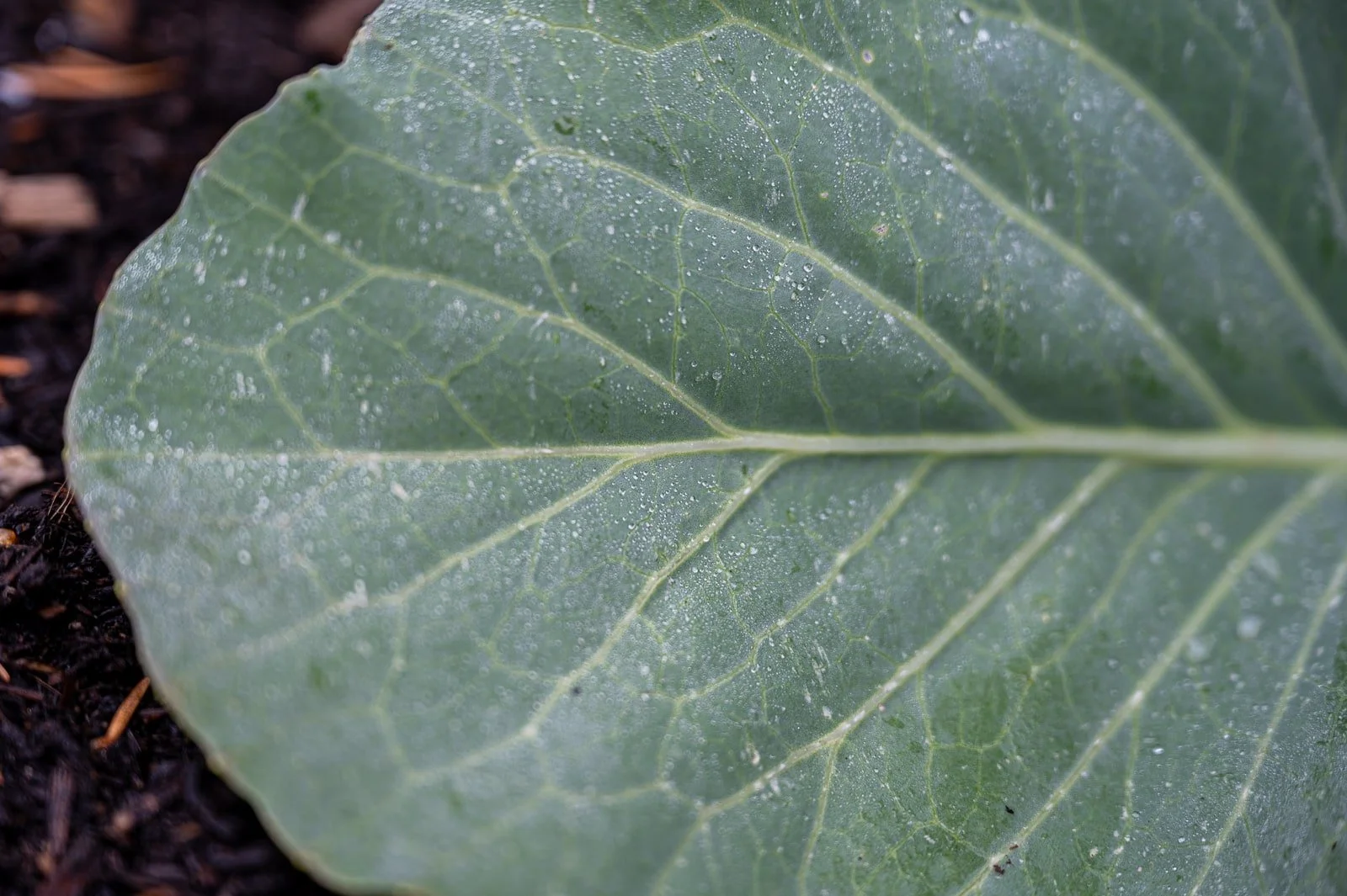 Lush green lettuce growing in a raised veggie bed 3.jpg