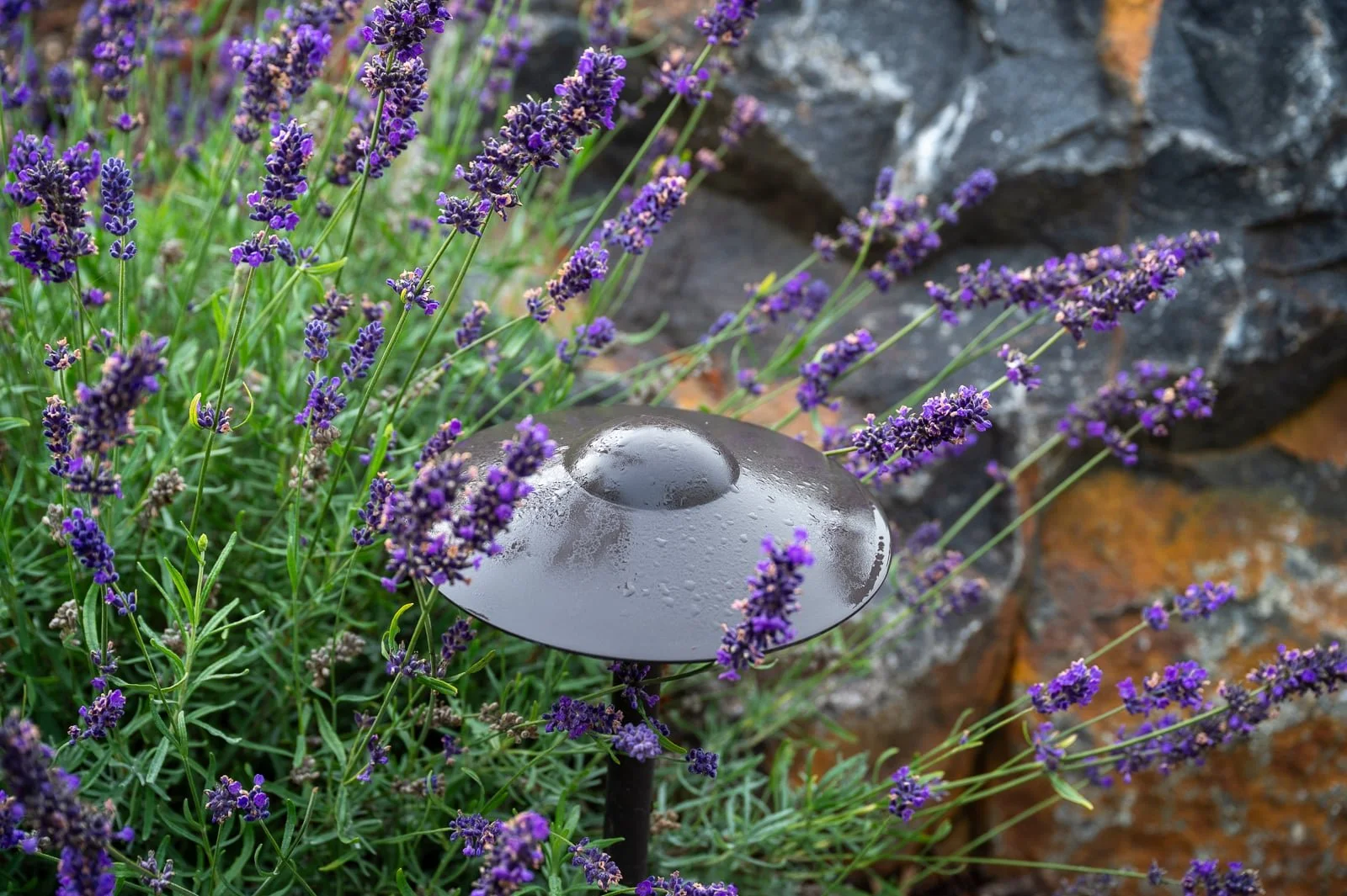 LED pathway lights in PNW native landscape 3.jpg