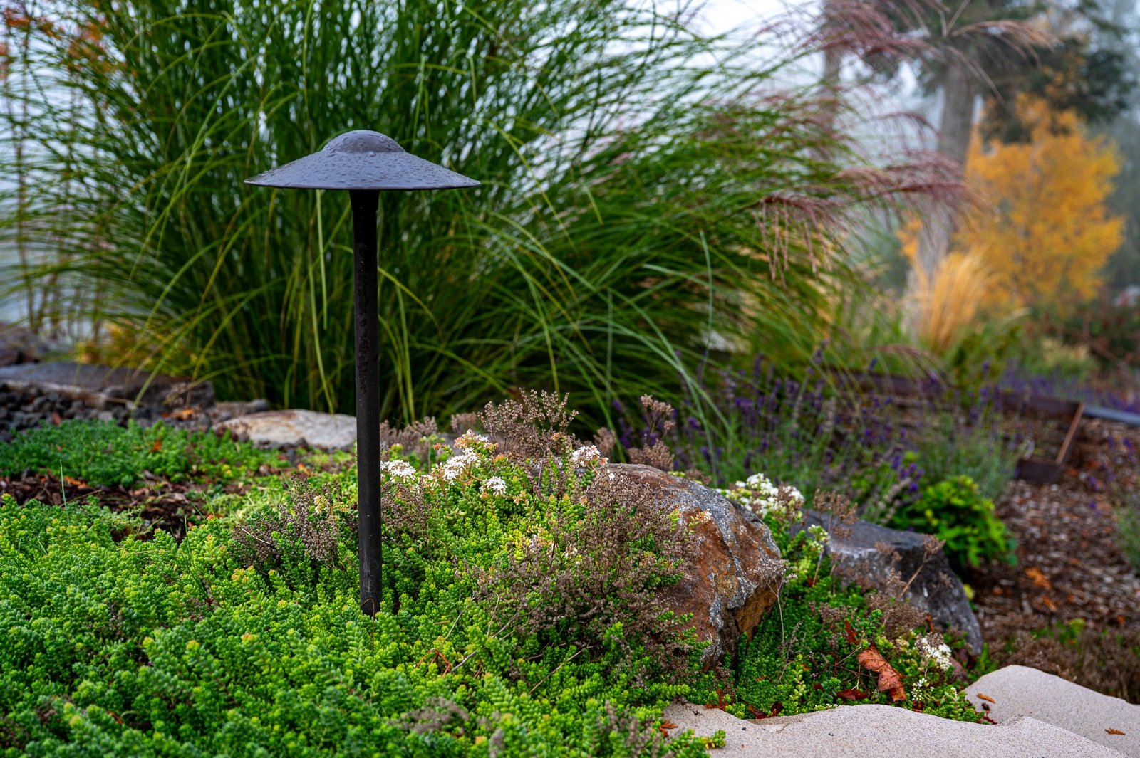 LED pathway lights in PNW native landscape 2.jpg