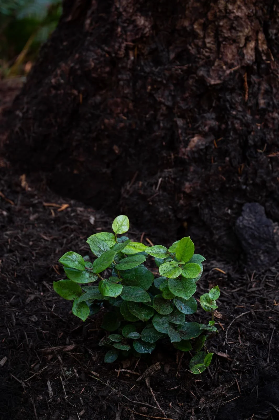 Salal growing at the base of a tree.jpg