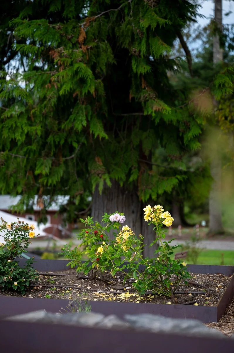 Metal veggie boxes growing herbs.