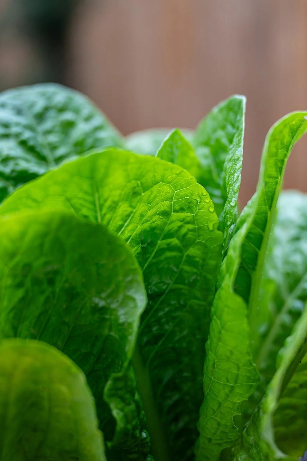 Lush green lettuce growing in a raised veggie bed.jpg