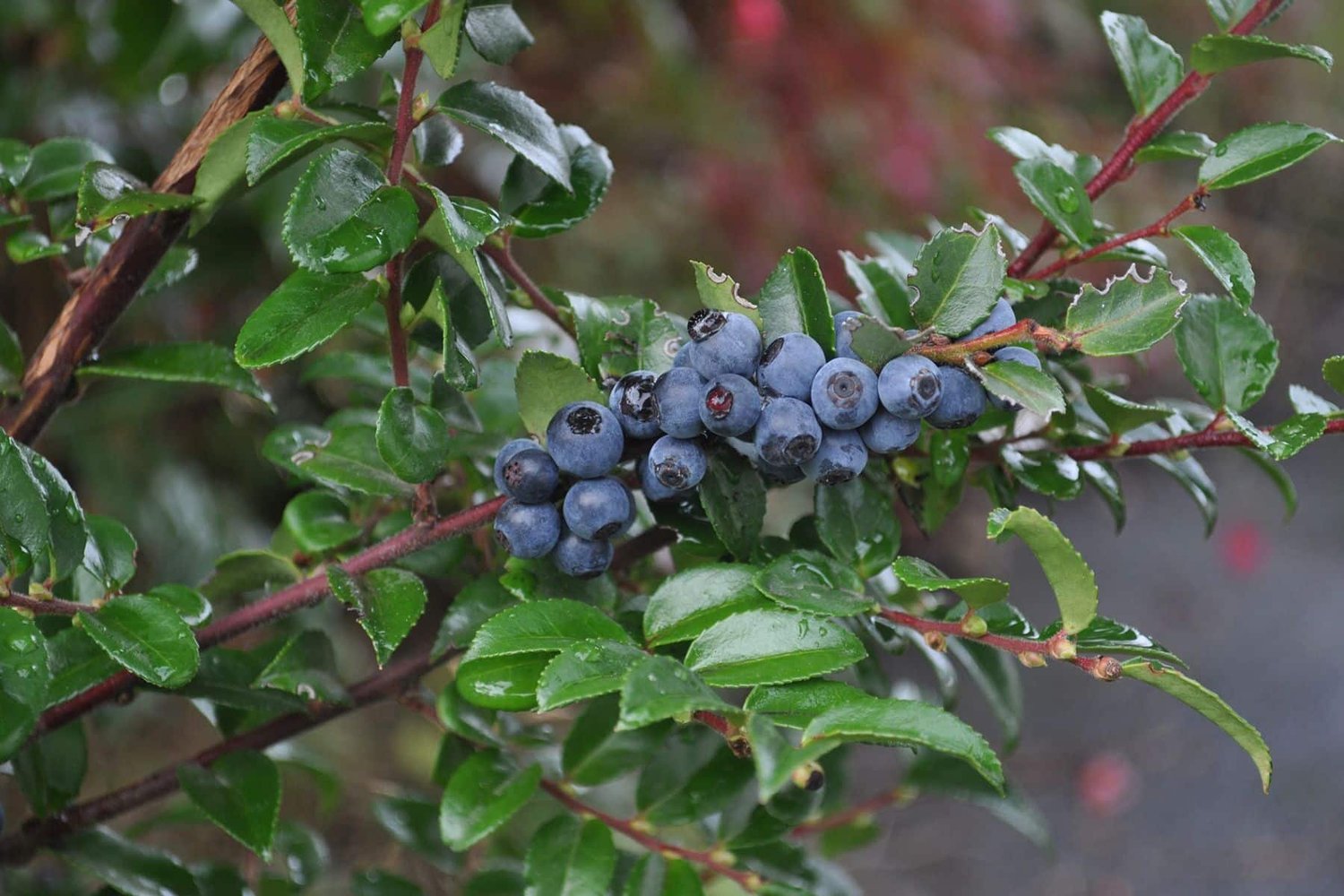 Evergreen Huckleberry (Vaccinium ovatum): PNW Native Plant — Blacklotus ...