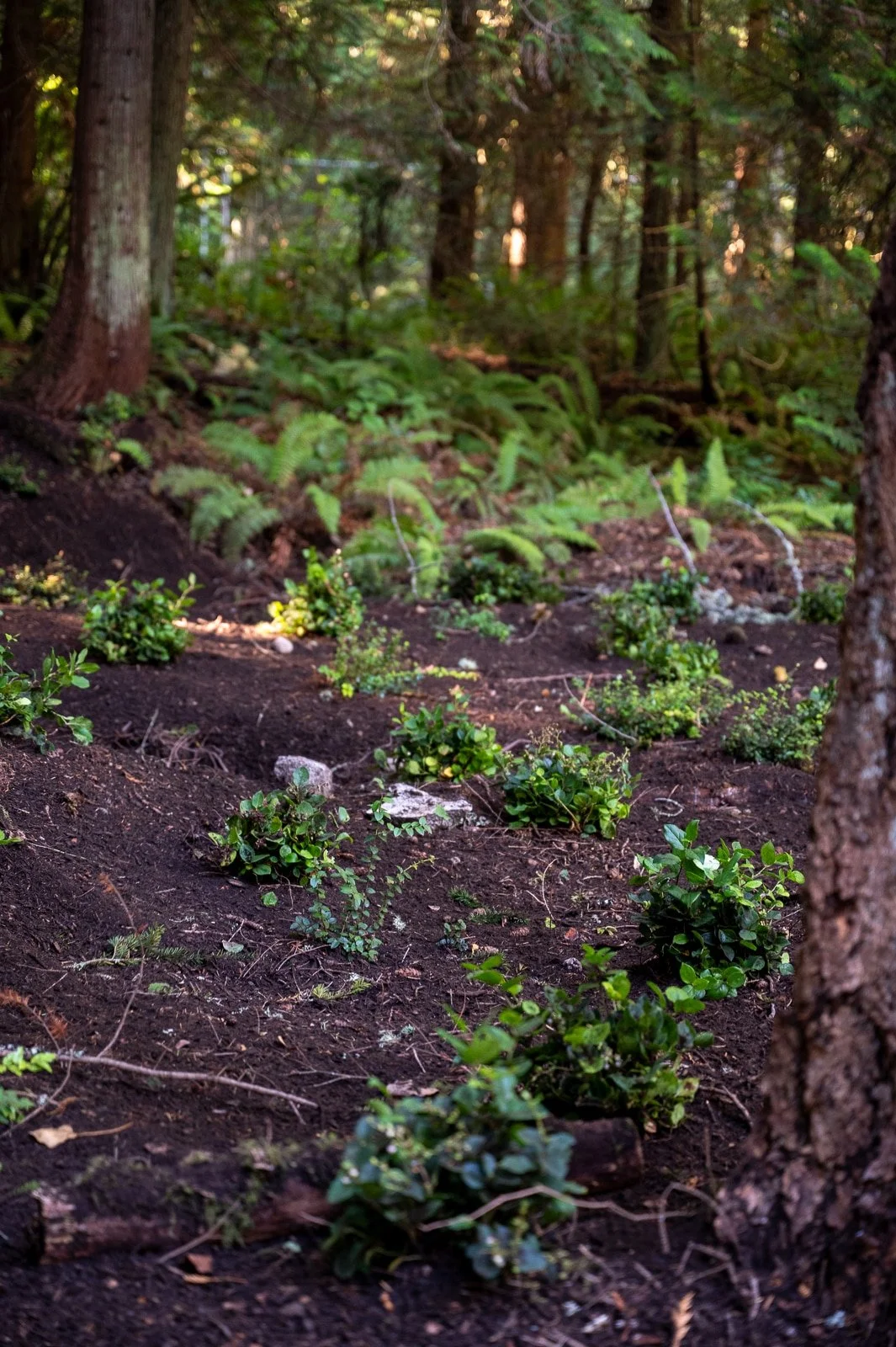 Native PNW plant replanted in the undertory of a forest.jpg